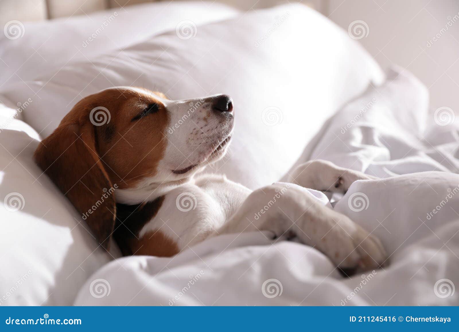 puppy sleeping in bed