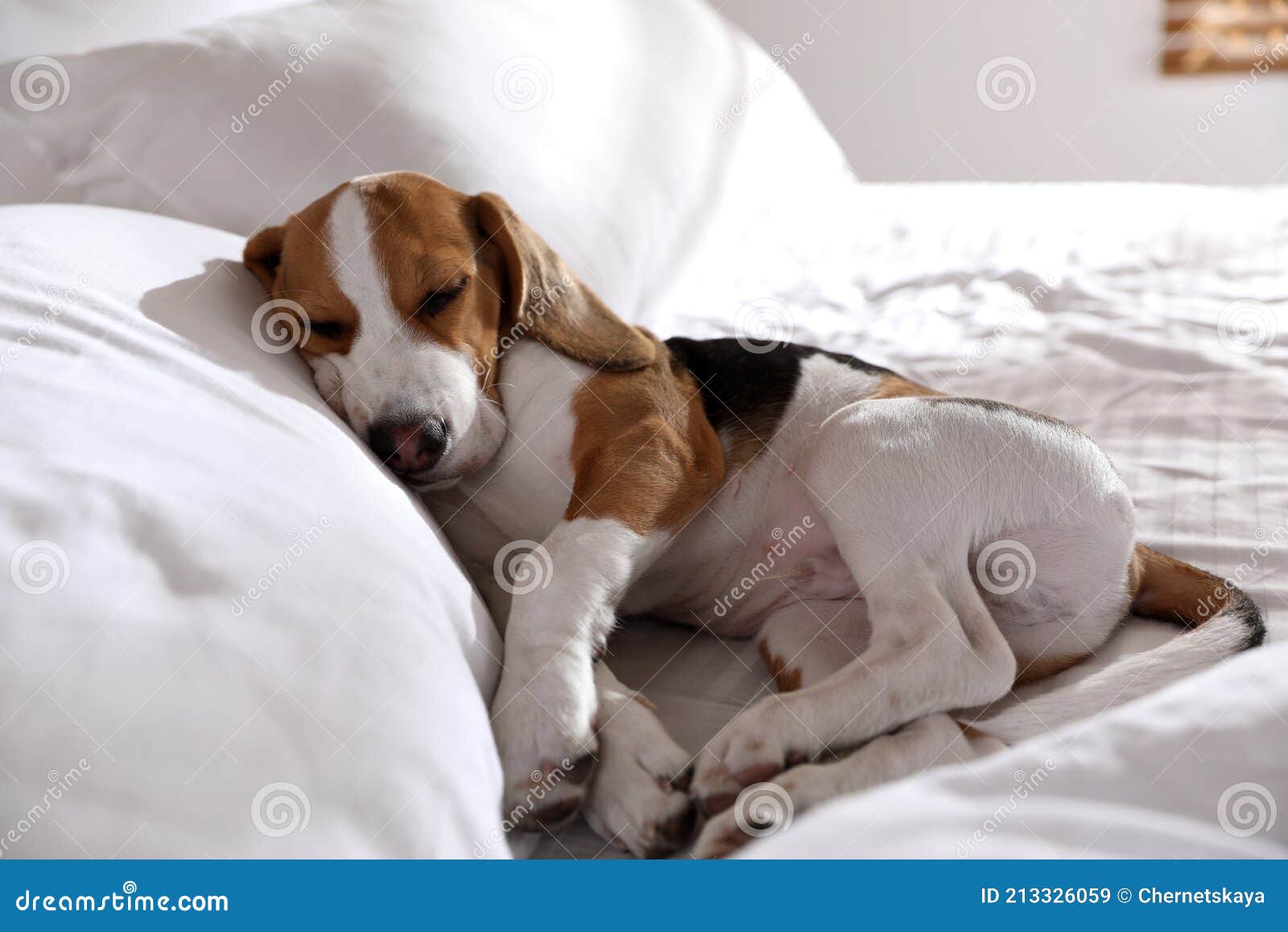 Cute Beagle Puppy Sleeping on Bed. Adorable Pet Stock Image Image of