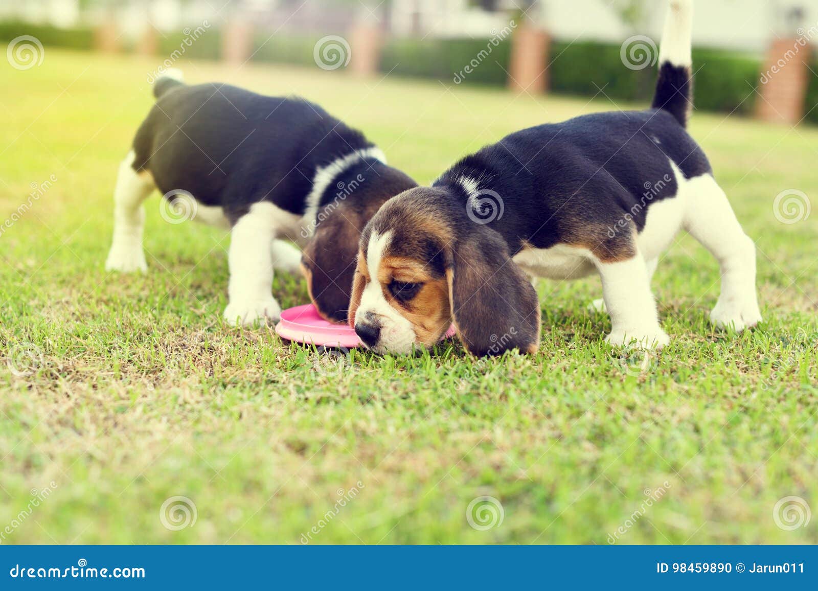 Beagles Stock Image 41103451