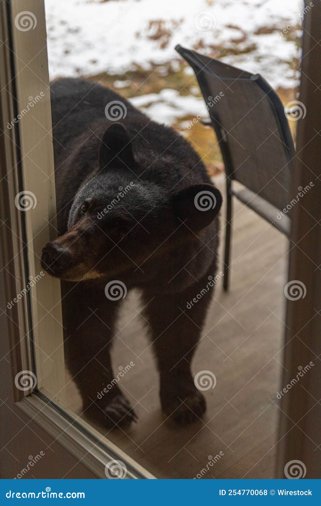 Cute Bear Cub on a Porch in Vermont Stock Photo Image of animal, cute 254770068