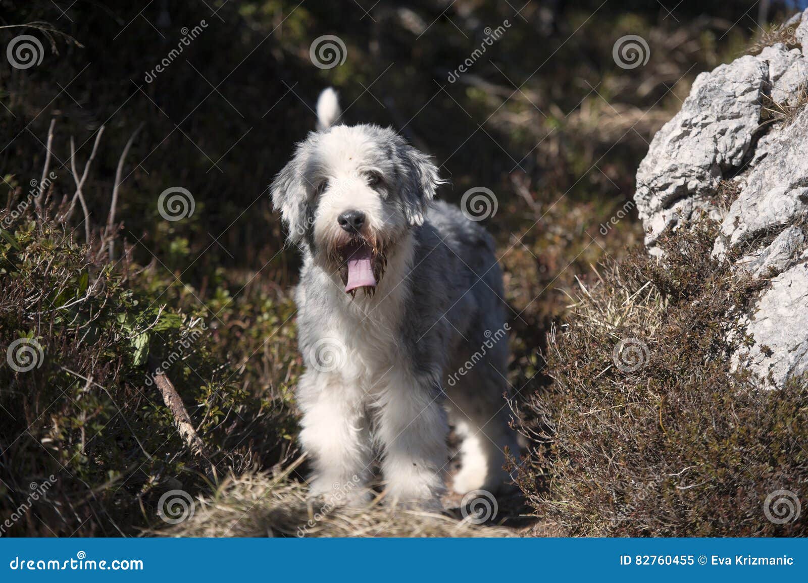 Fußmatte Bearded Collie Moment
