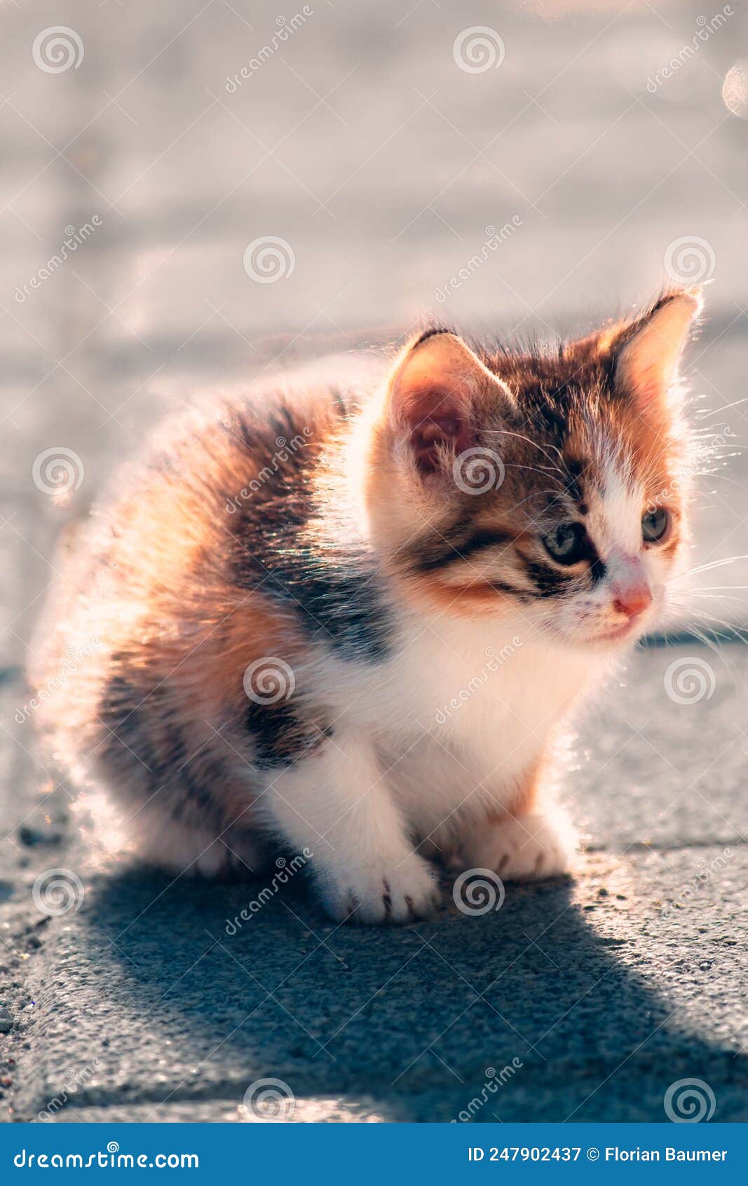 Cute Beautiful Cat Baby Kitten Sitting on the Street in Istanbul ...