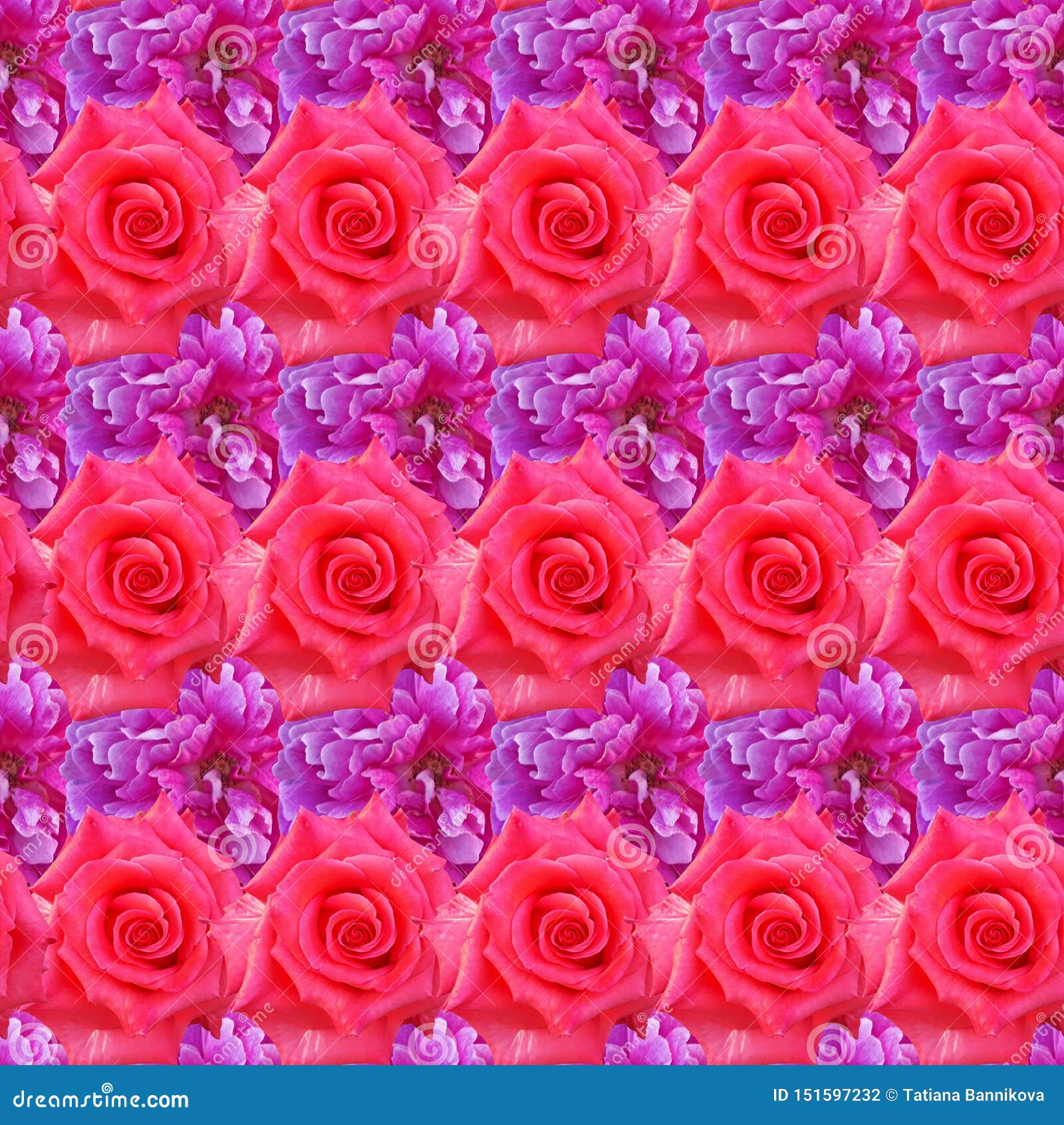 Một bức ảnh sắc nét của những bông hoa hồng đầy màu sắc thật đẹp mắt. Hãy đắm chìm trong khung cảnh đầy màu sắc và những cánh hoa tươi tắn, tạo nên một không gian sống động và ấm áp cho ngôi nhà của bạn.