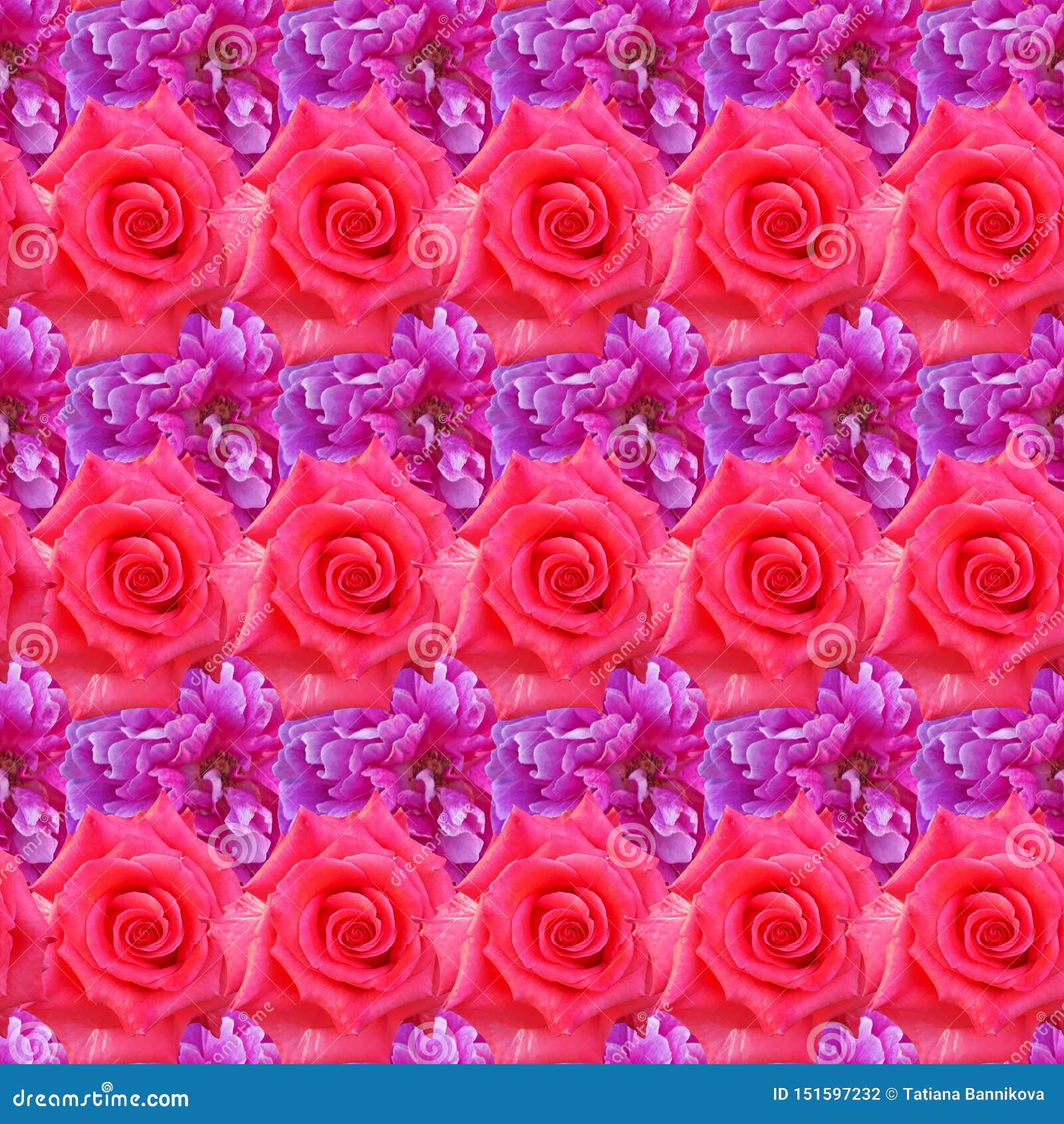 Cute Beautiful Colorful Roses. Seamless Floral Photo Background ...