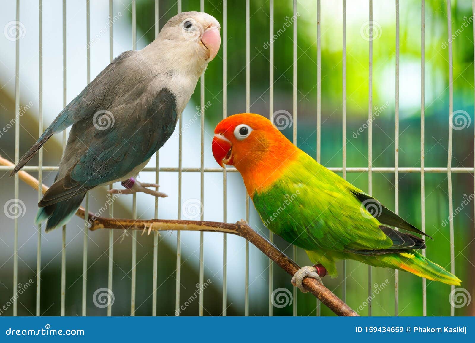 Featured image of post Romantic Bird Images Download - Download 389 romantic birds free vectors.