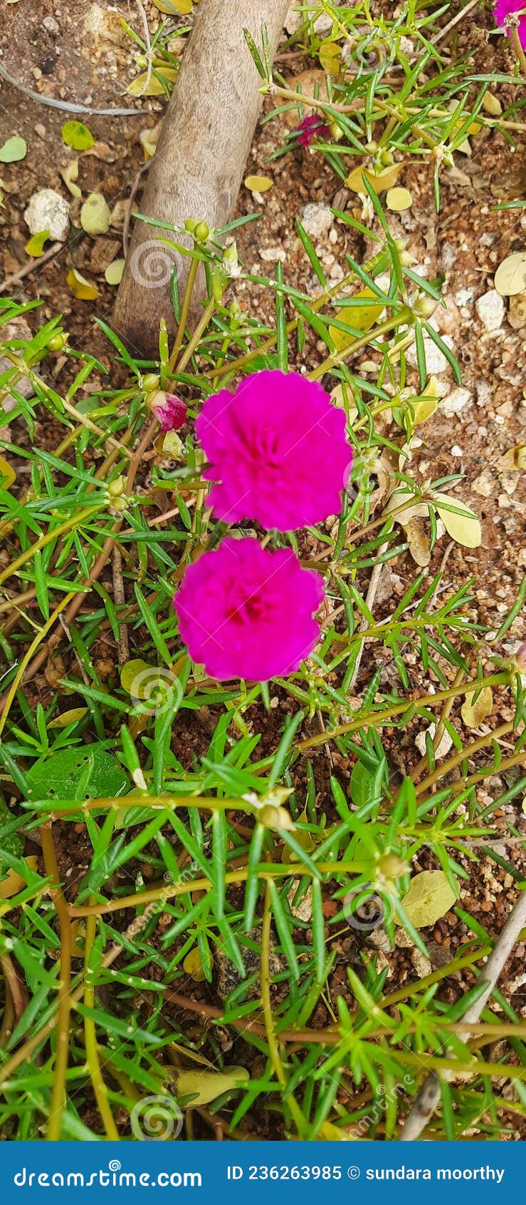 Cute Beautiful Table Rose Plant in My Garden Stock Image Image of