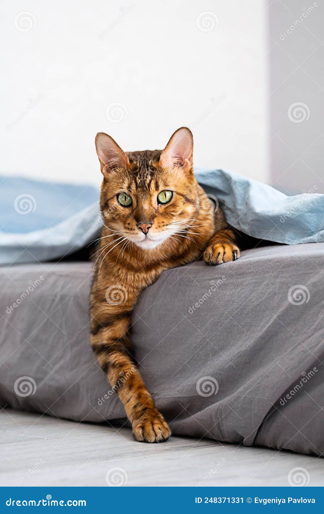 Cute Bengal Cat Lies Under Blanket on the Bed. Cat in Bed Concept Stock