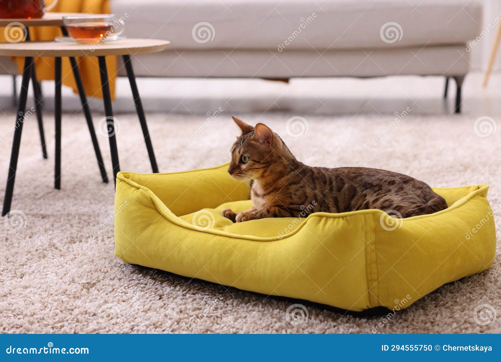 Cute Bengal Cat Lying on Pet Bed at Home Stock Photo Image of lifestyle, kitty 294555750