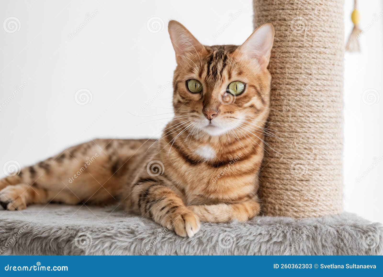 Cute Bengal Cat and Tree in the Room Stock Image Image of furniture