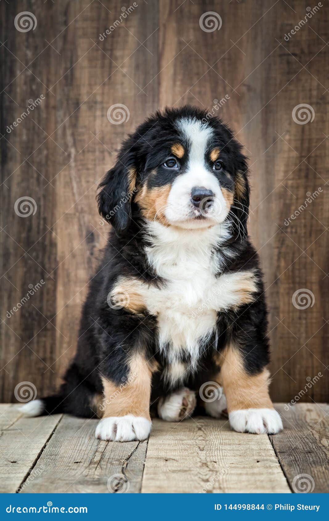 pedigree bernese mountain dog