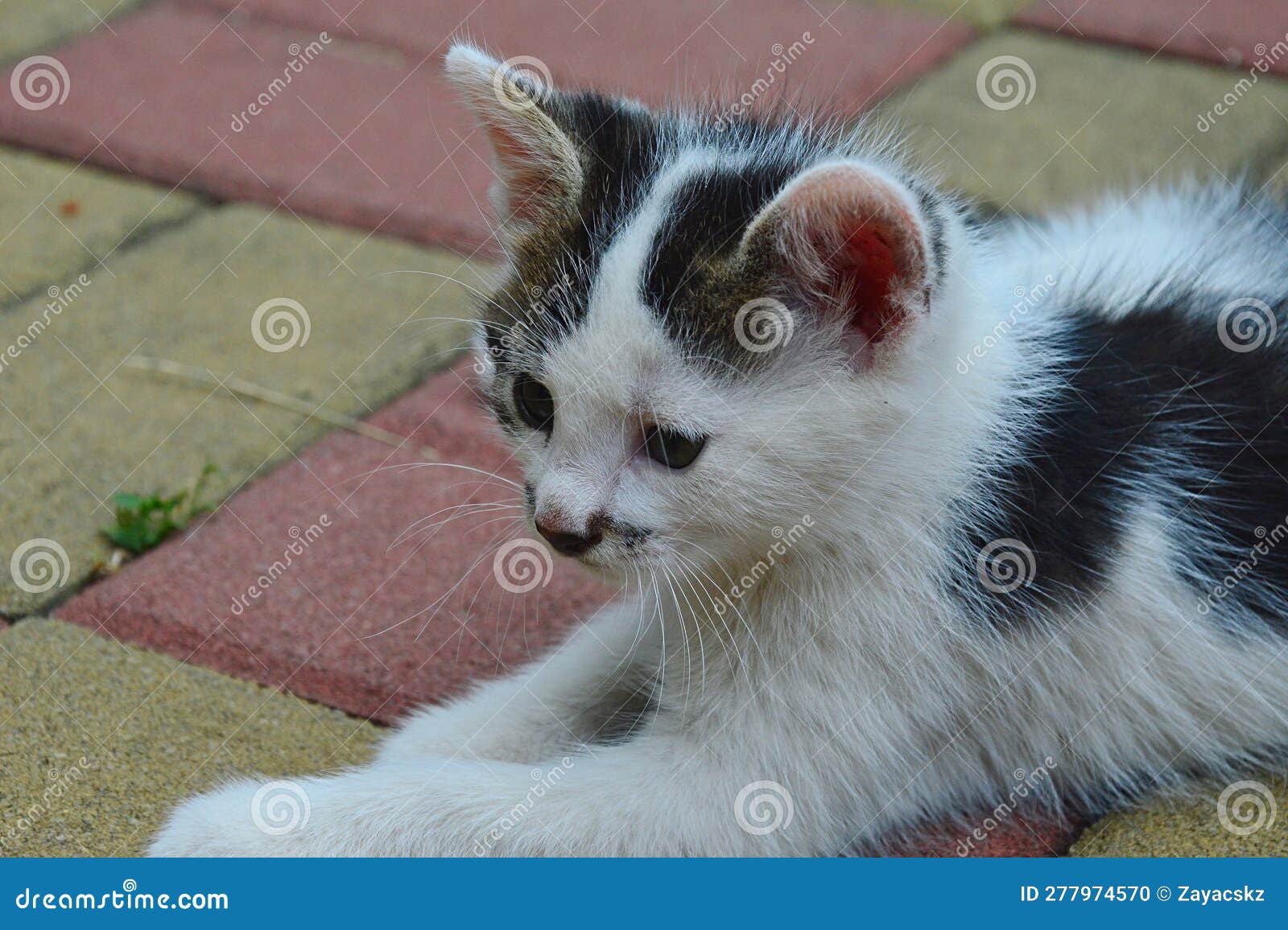 cute bicolor male kitten called poirot after his hercules poirot moustache like color patch around the nose