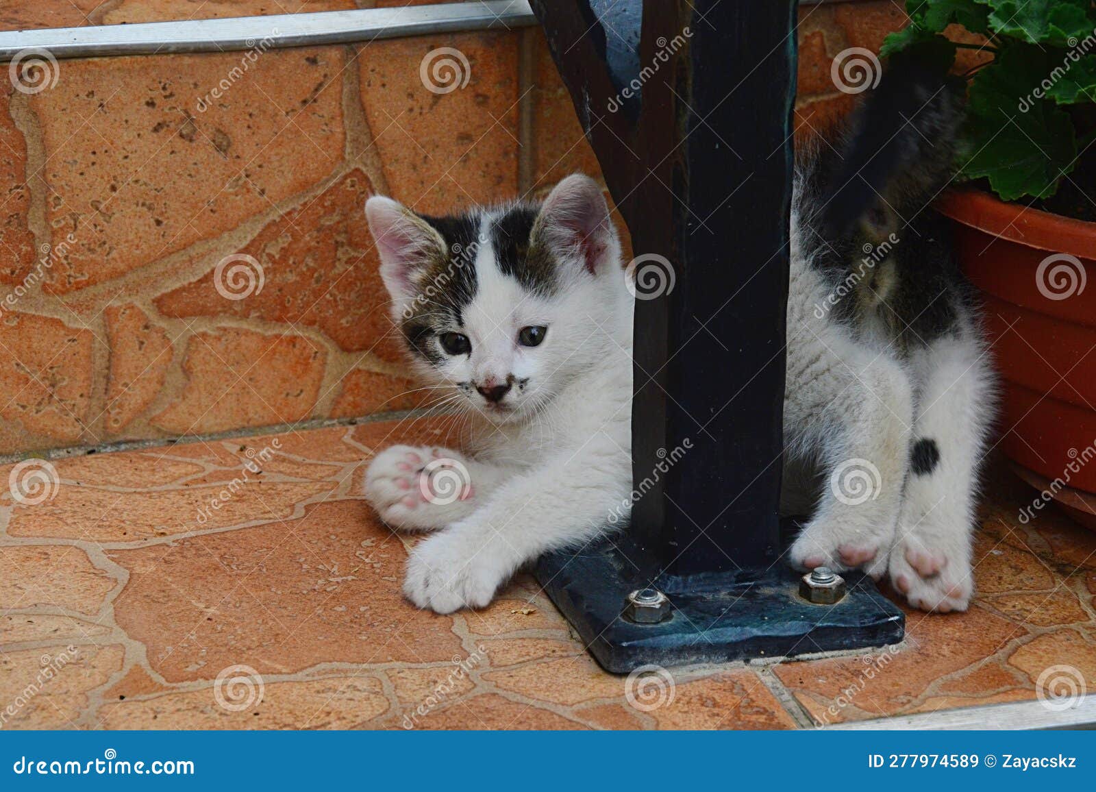 cute bicolor male kitten with nice moustache like color patch around the nose