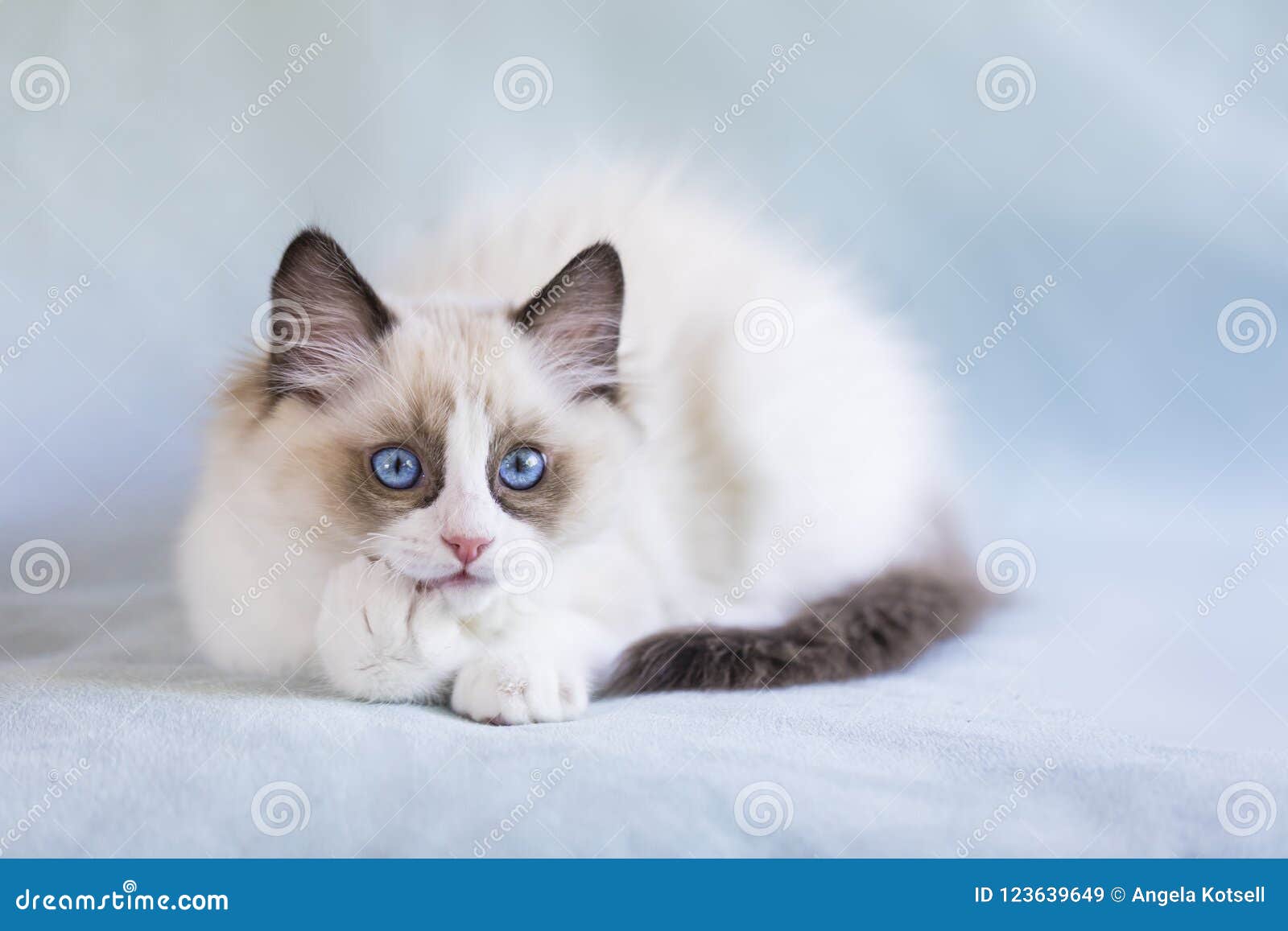 ragdoll bicolor kitten