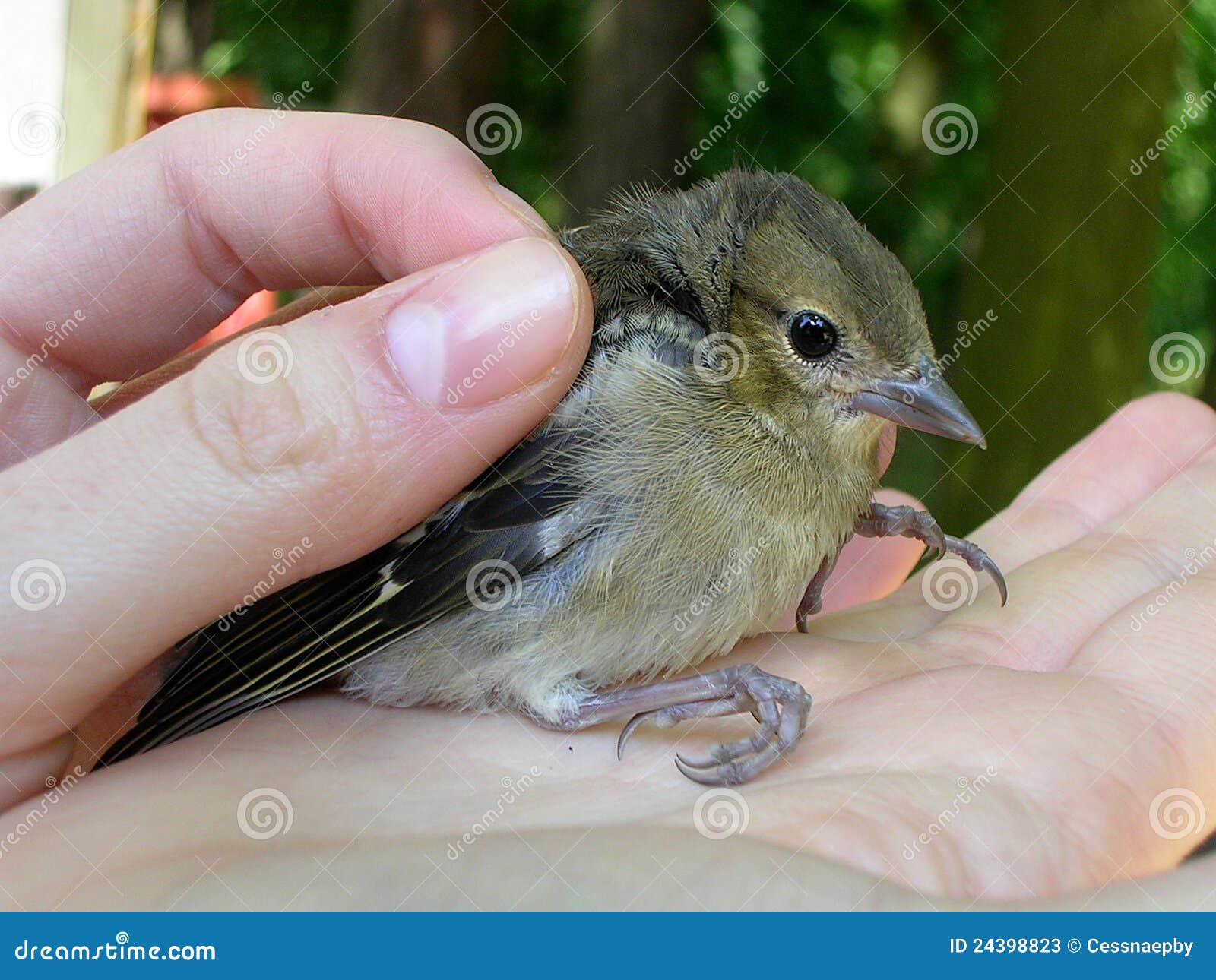 Cute bird in hands stock image. Image of nail, nestle 24398823
