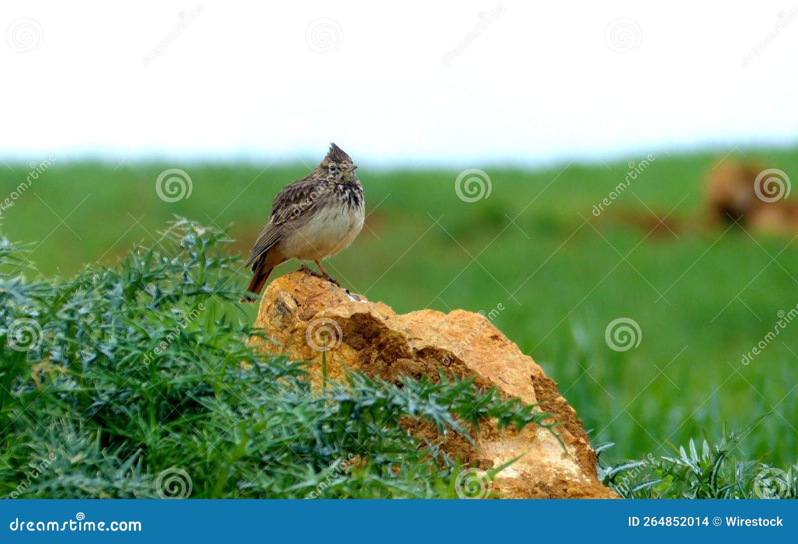 Cute Bird Sitting on a Rock in a Green Field Stock Photo Image of