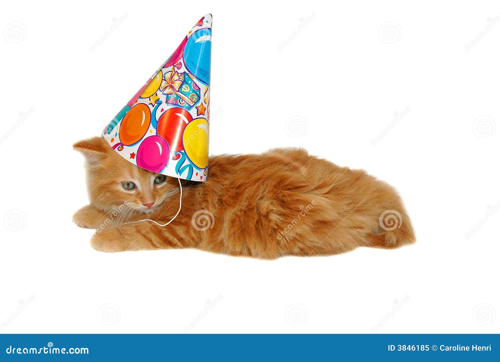 Cute birthday kitten stock image. Image of birthday, anniversaries