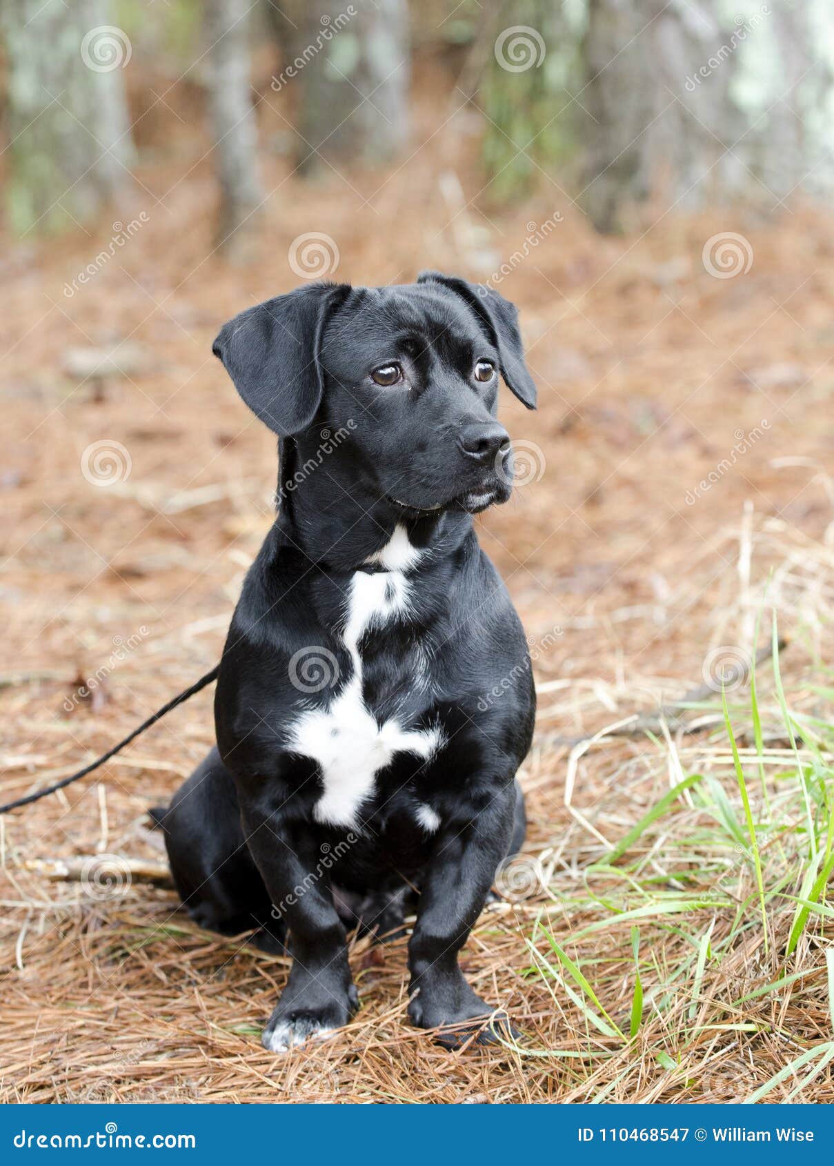 black lab dachshund mix puppies