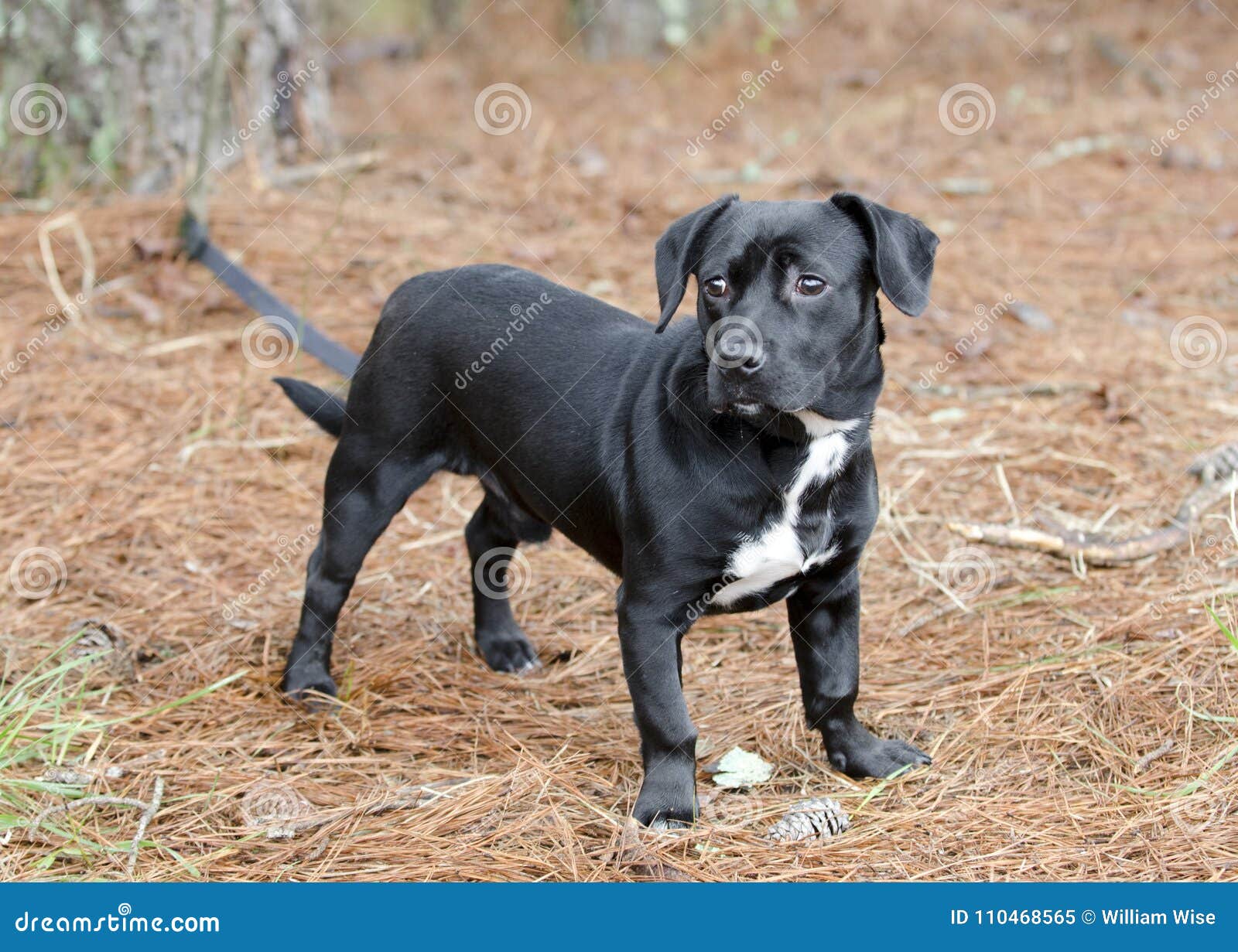 Cute Black Beagle Dachshund Mixed Breed Dog Mutt Stock Image