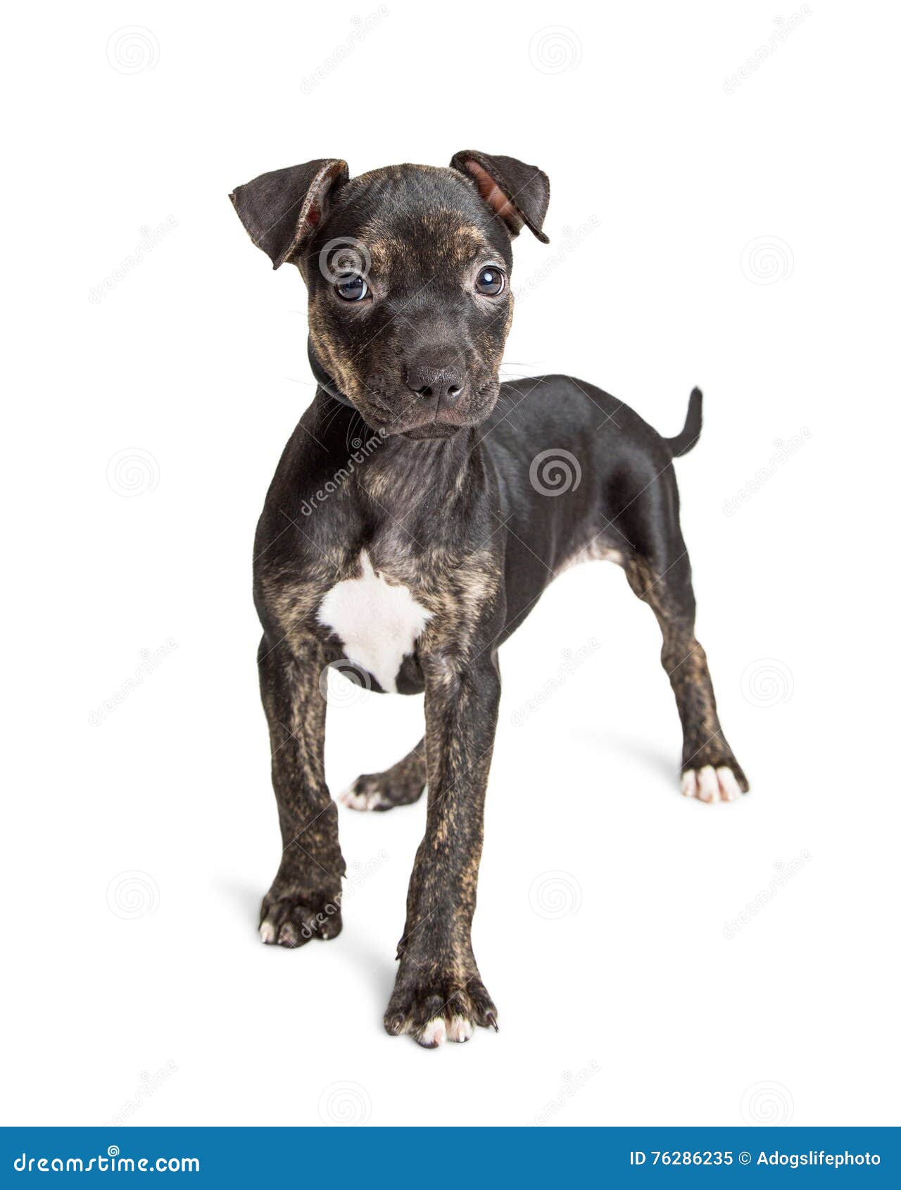 black brindle pitbull puppy