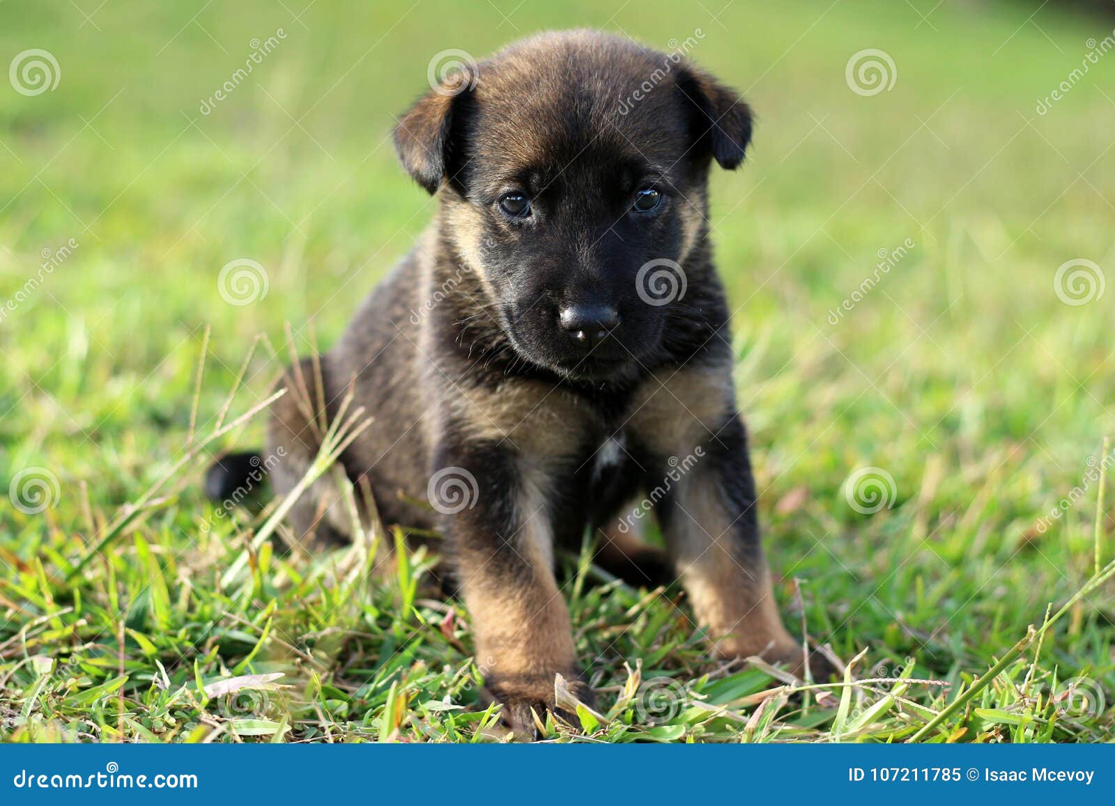Cute Black Puppy With Brown Markings Stock Image Image Of Grass Poses 107211785