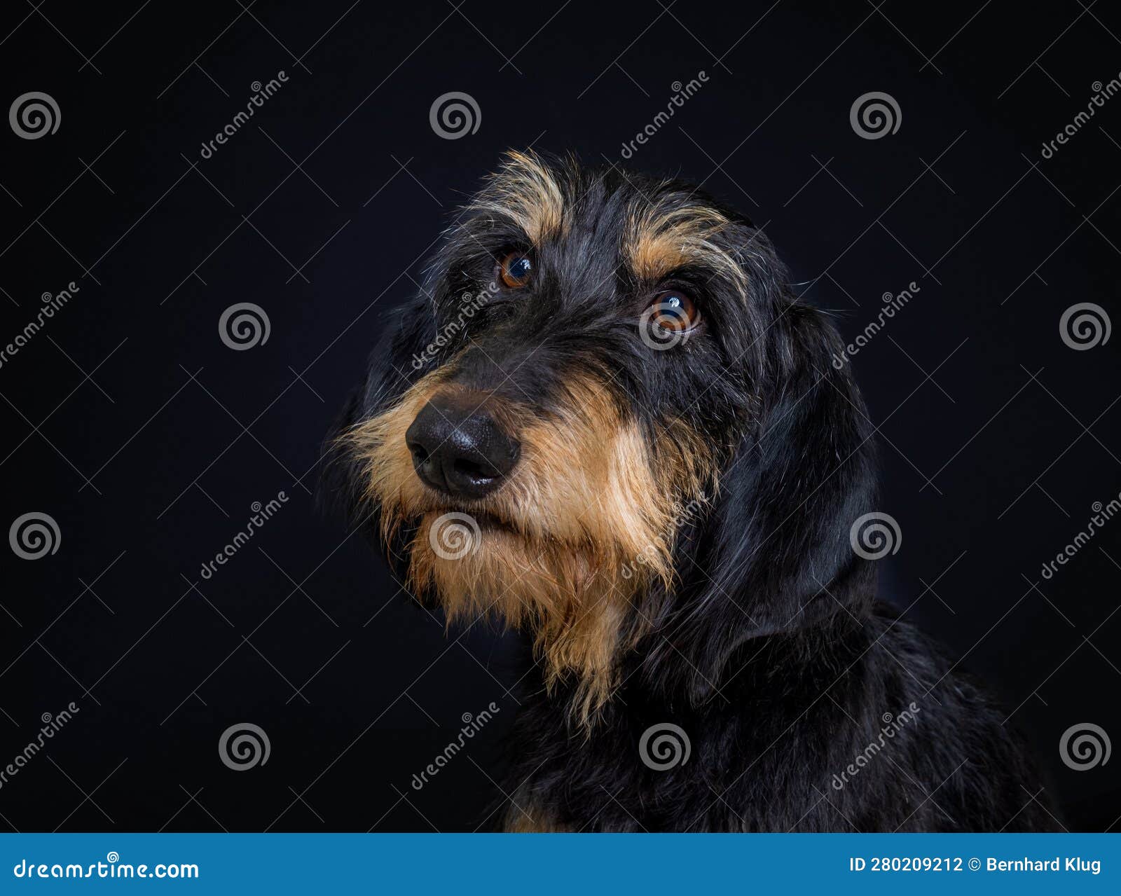cute black and brown segugio italiano a pelo forte scent hound