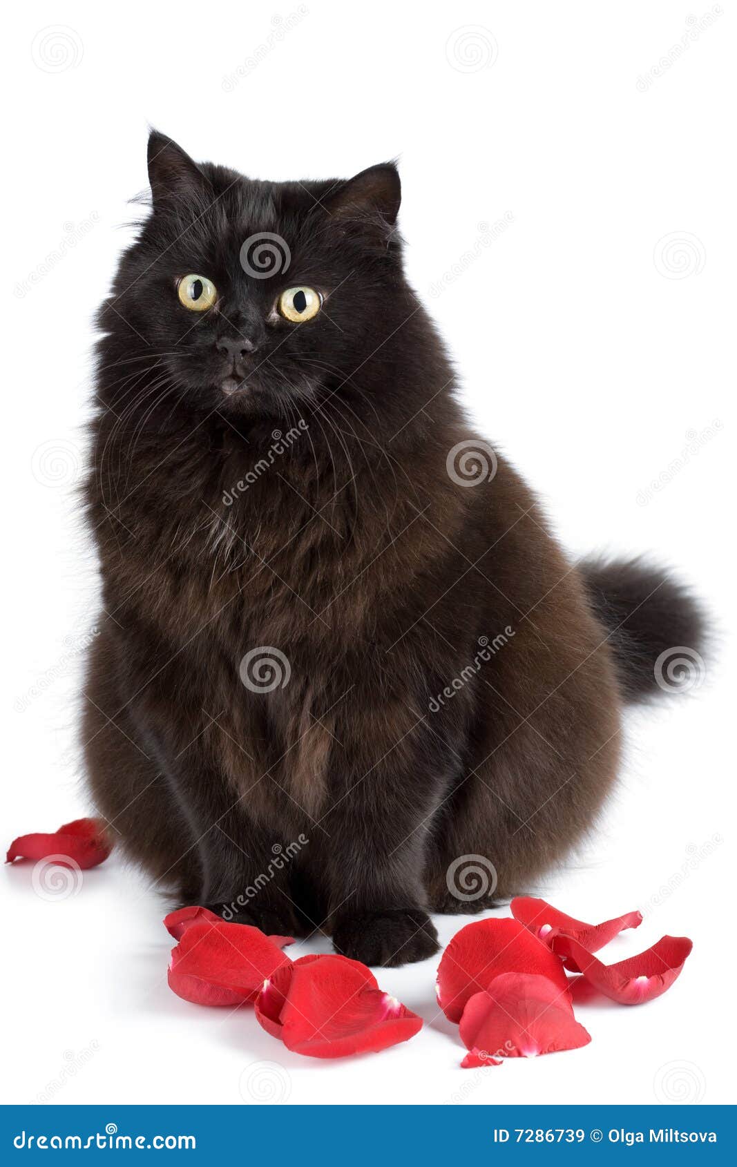 Cute Black Cat Sitting in Rose Petals Isolated Stock Image Image of