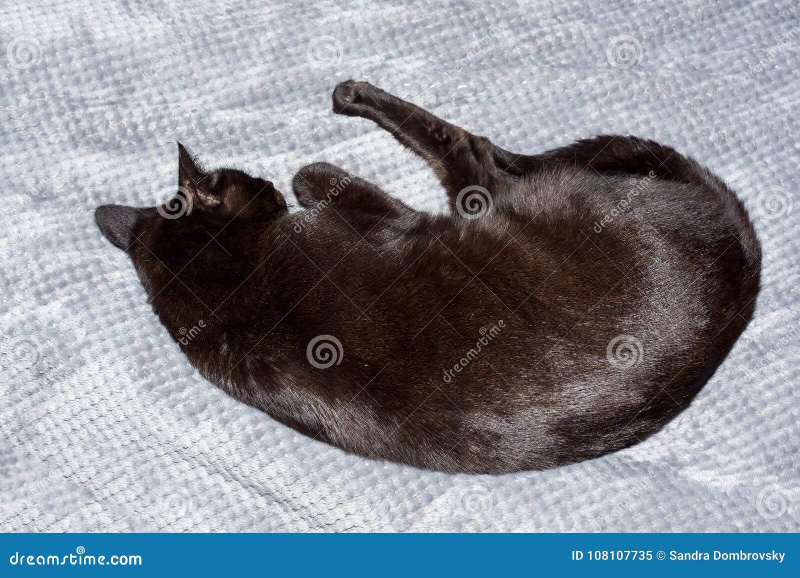 A Cute Black Cat is Sleeping on the Bed Stock Image Image of kitty