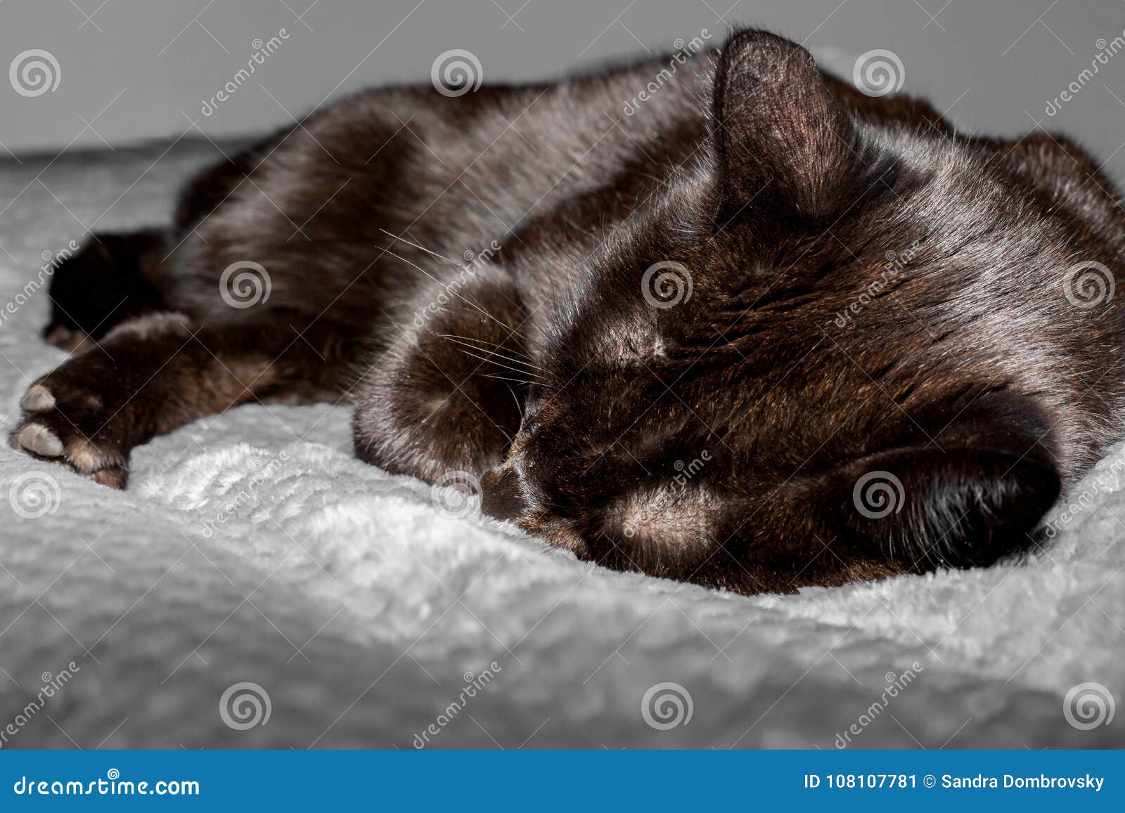A Cute Black Cat is Sleeping on the Bed Stock Image Image of ears