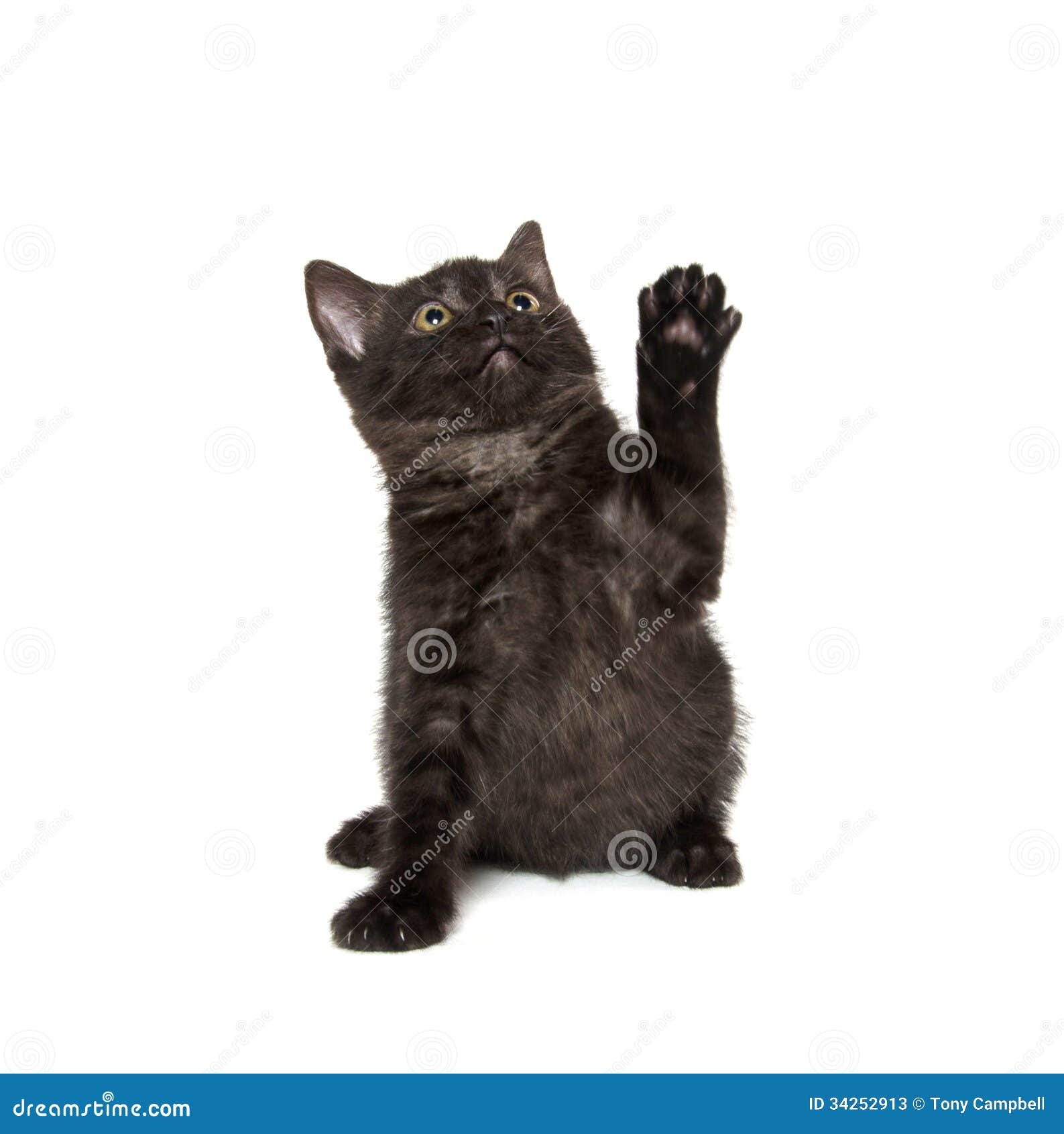 Cute Black Cat On White Stock Image Image Of Shorthair