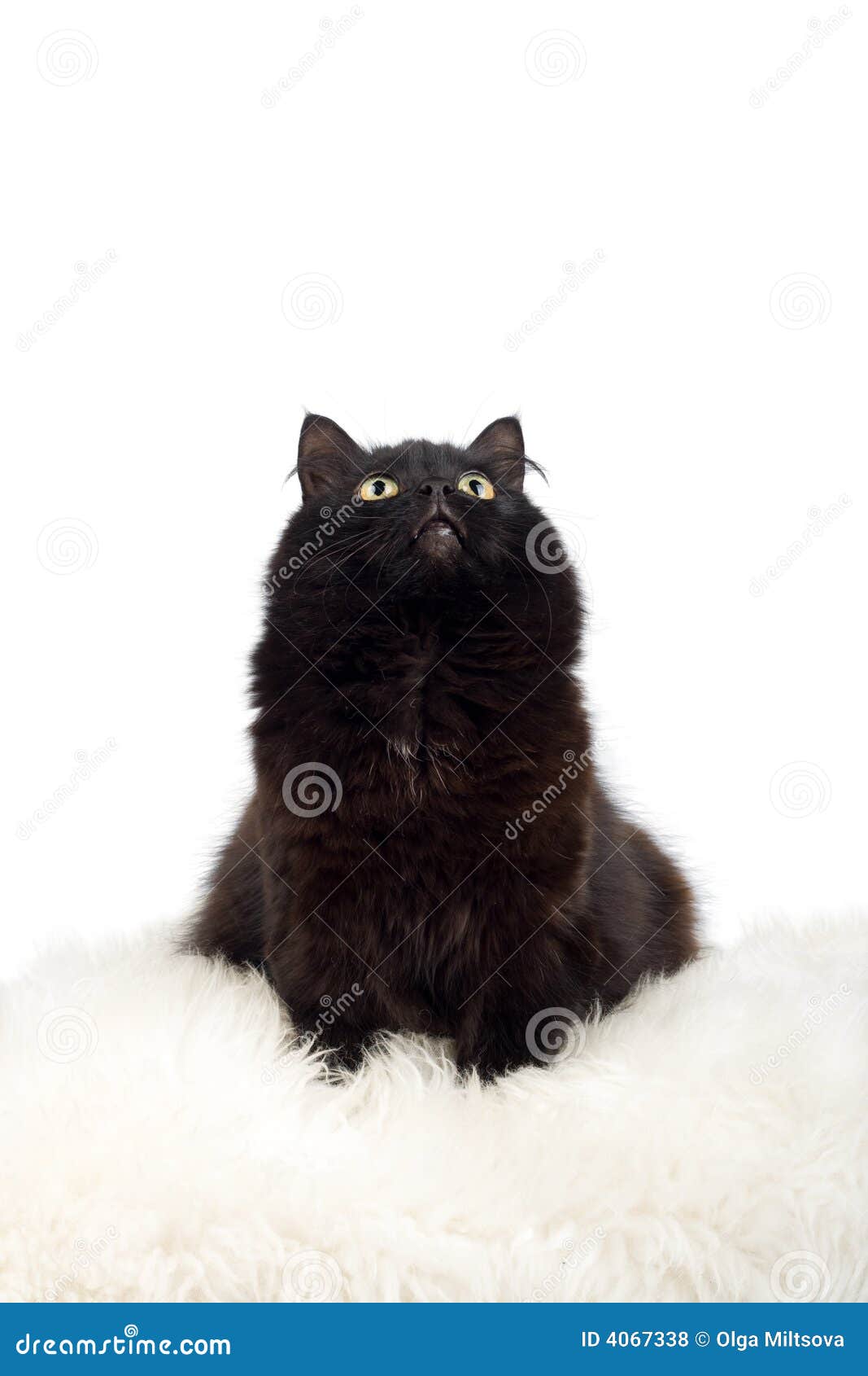 Cute Black Cat on the White Fur Isolated Stock Photo Image of cute