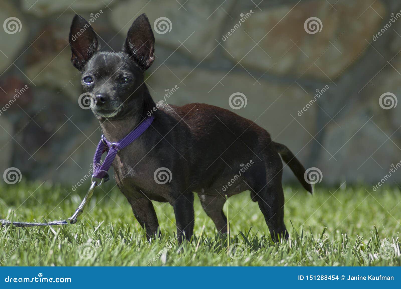Droll Black Chihuahua Smiling