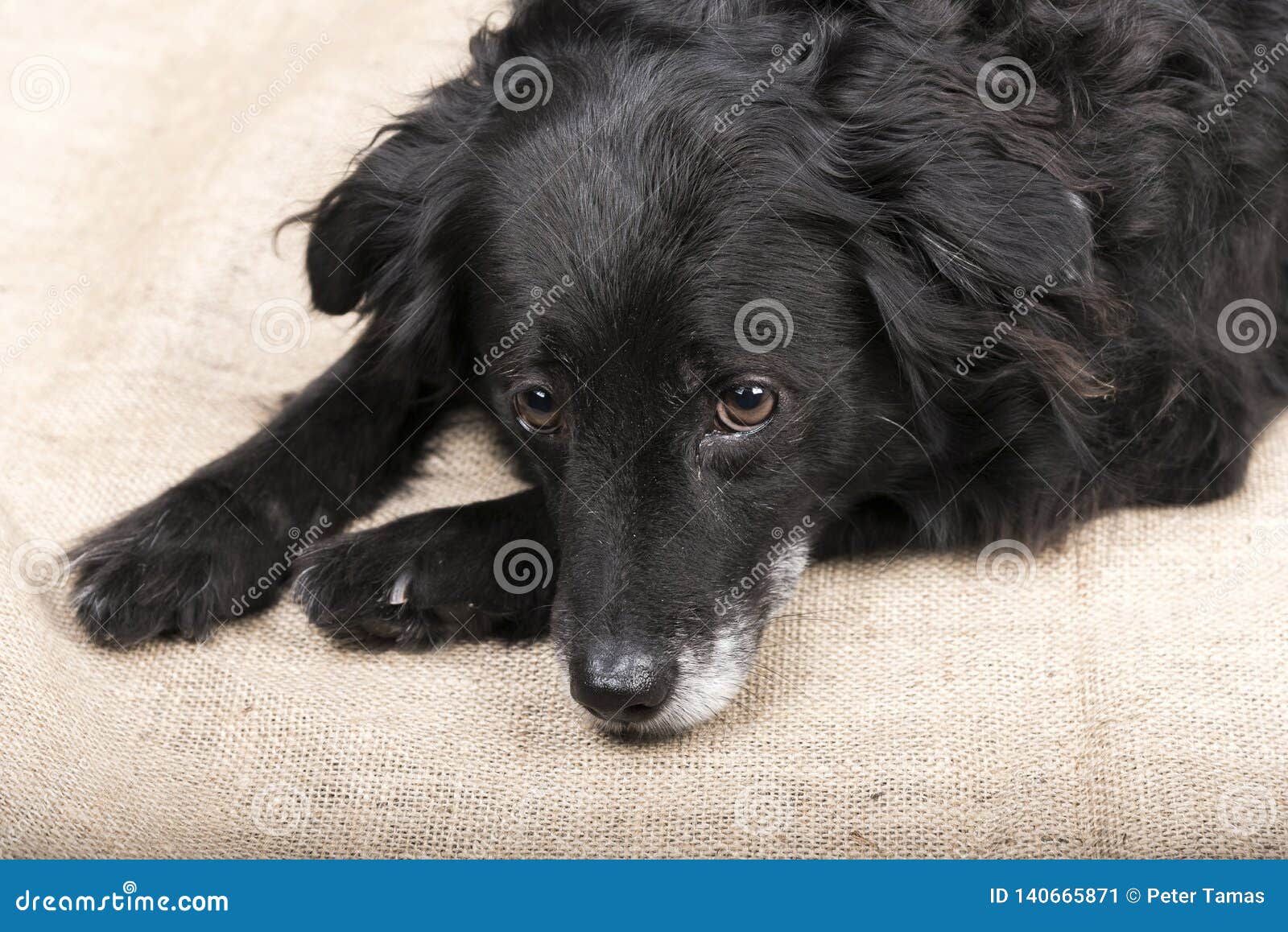 Cute Black Dog is Lying on the Floor Stock Image Image of animal
