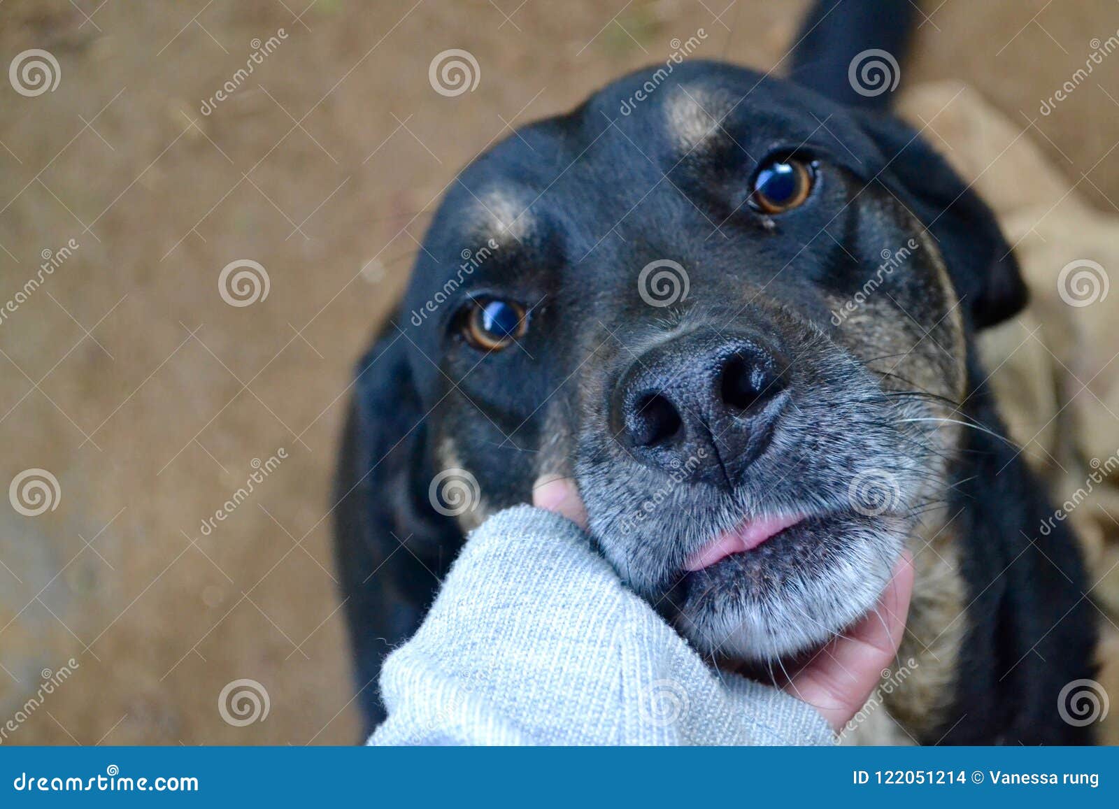 Cute Black dog stock photo. Image of tongue, cute, black 122051214