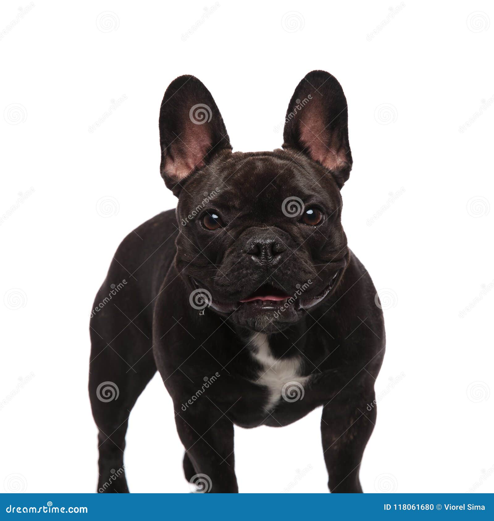 Cute Black French Bulldog Standing and Panting Stock Photo - Image of ...