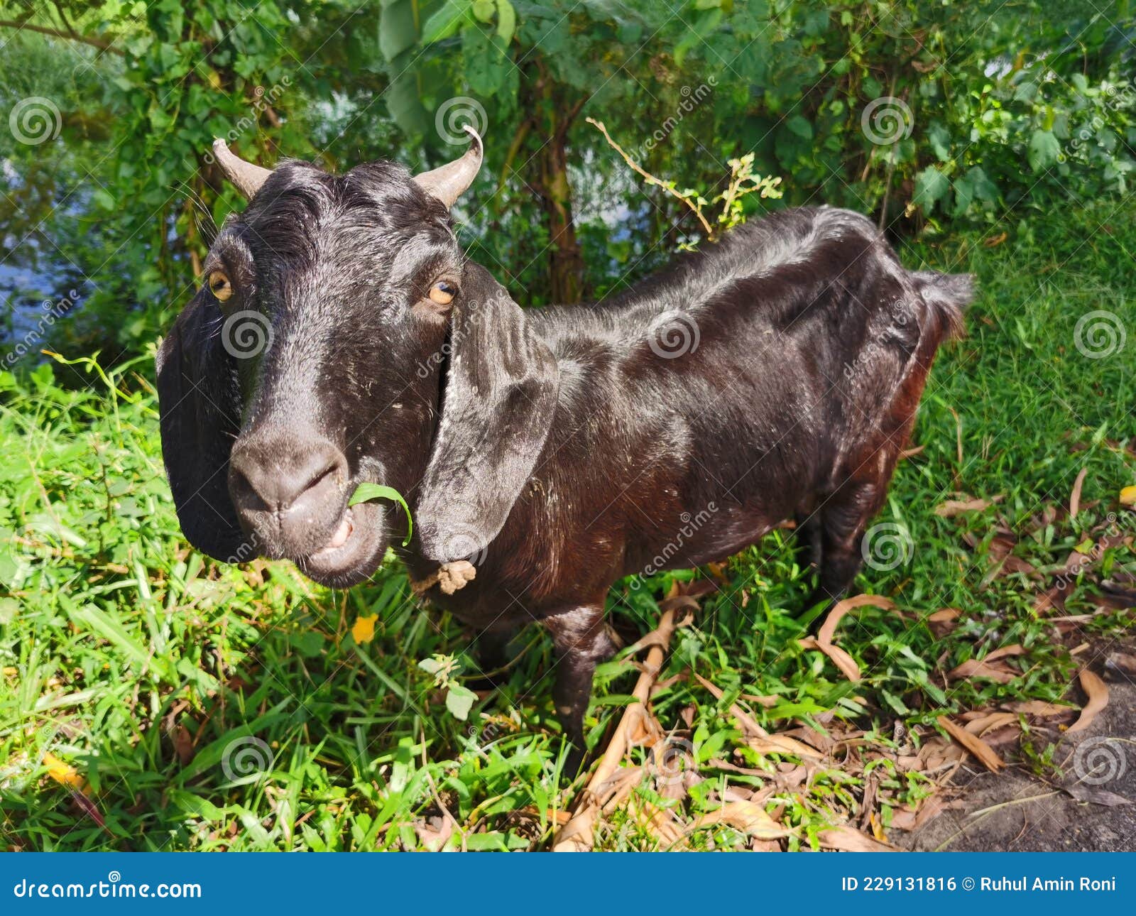 Cute Black Goat Eat Grass in the Garden Stock Photo Image of mammal