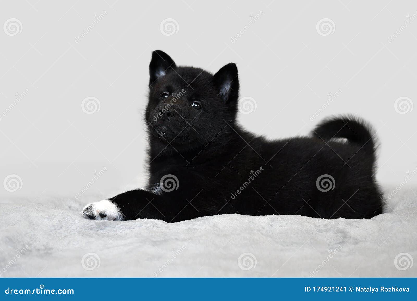 black husky puppy