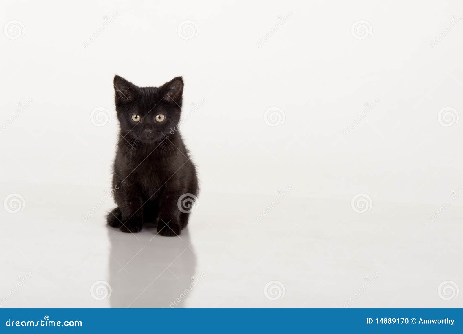 Cute Black Kitten Against White Background Stock Photo ...