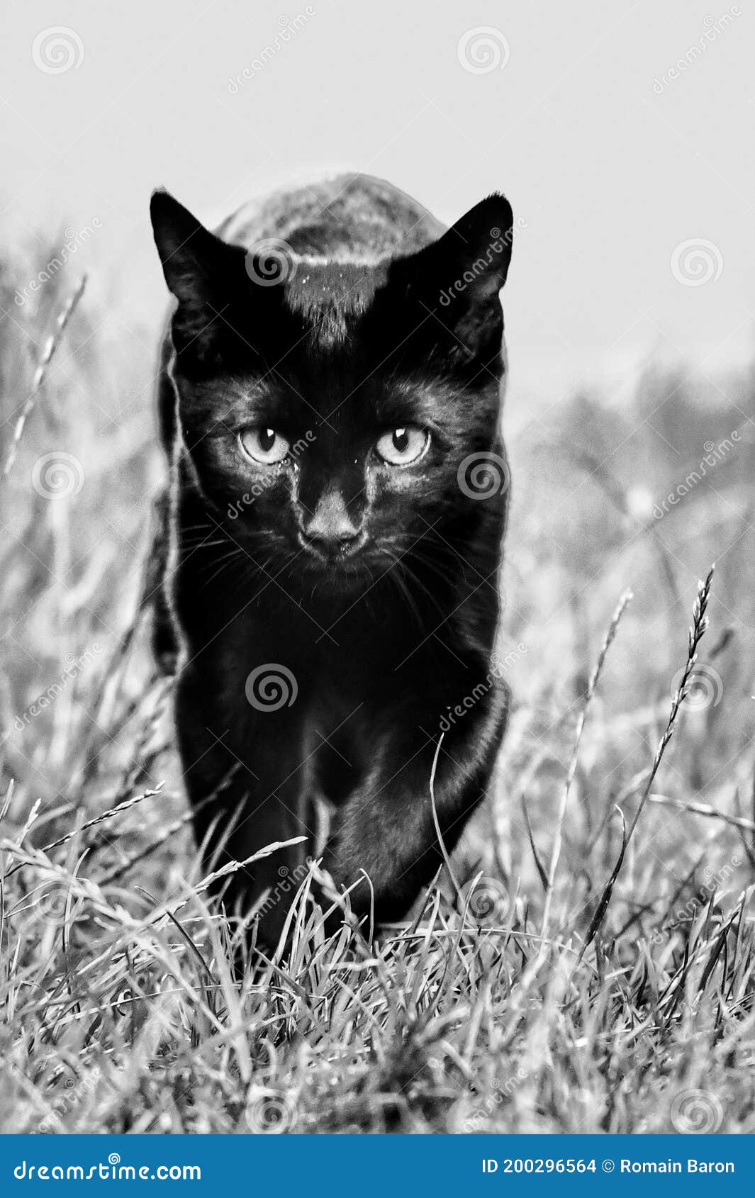 cute black kitten with blue eyes