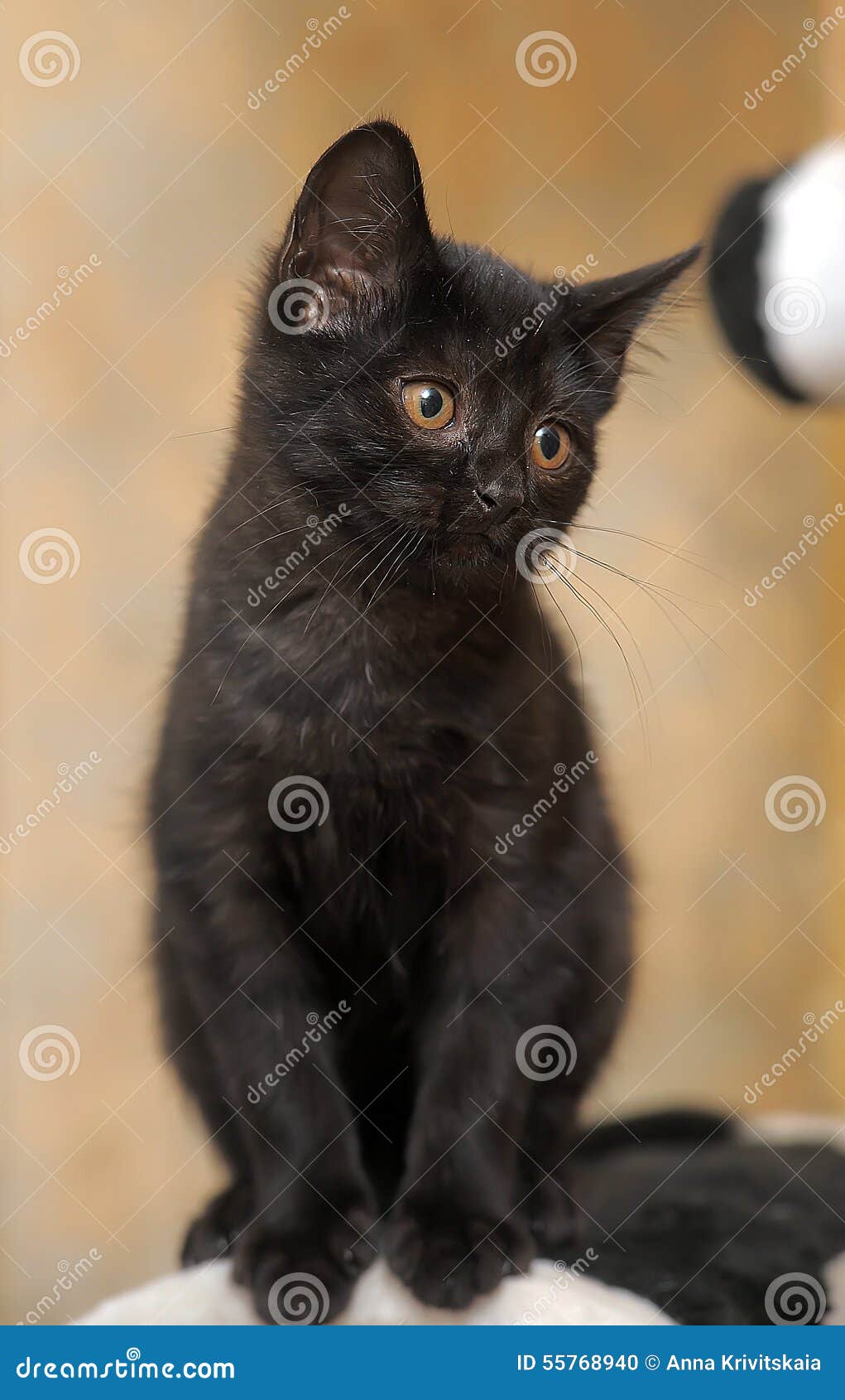 black kitten with orange eyes