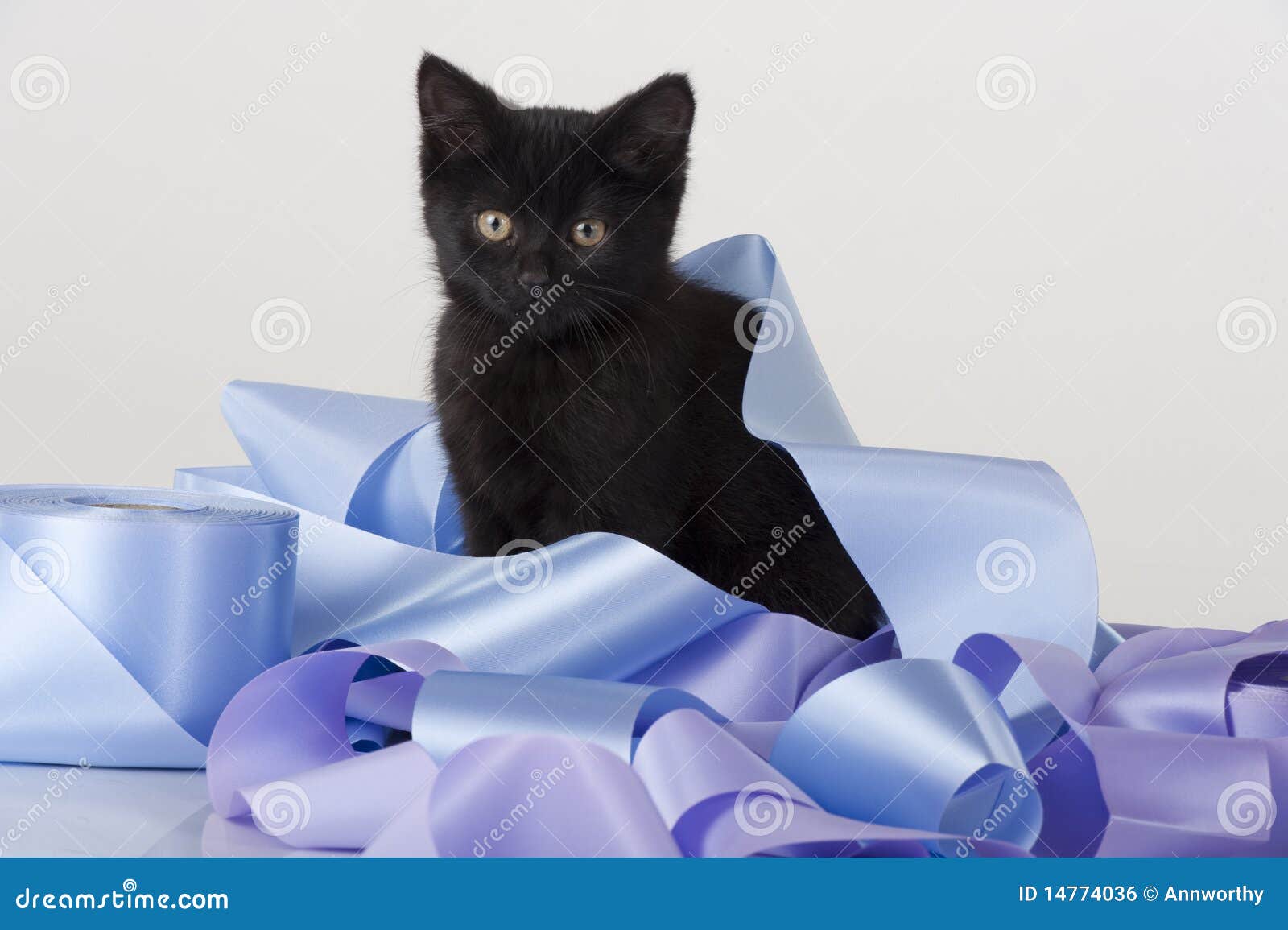 Cute Black Kitten Playing in Pile of Ribbon Stock Photo Image of cute, little 14774036