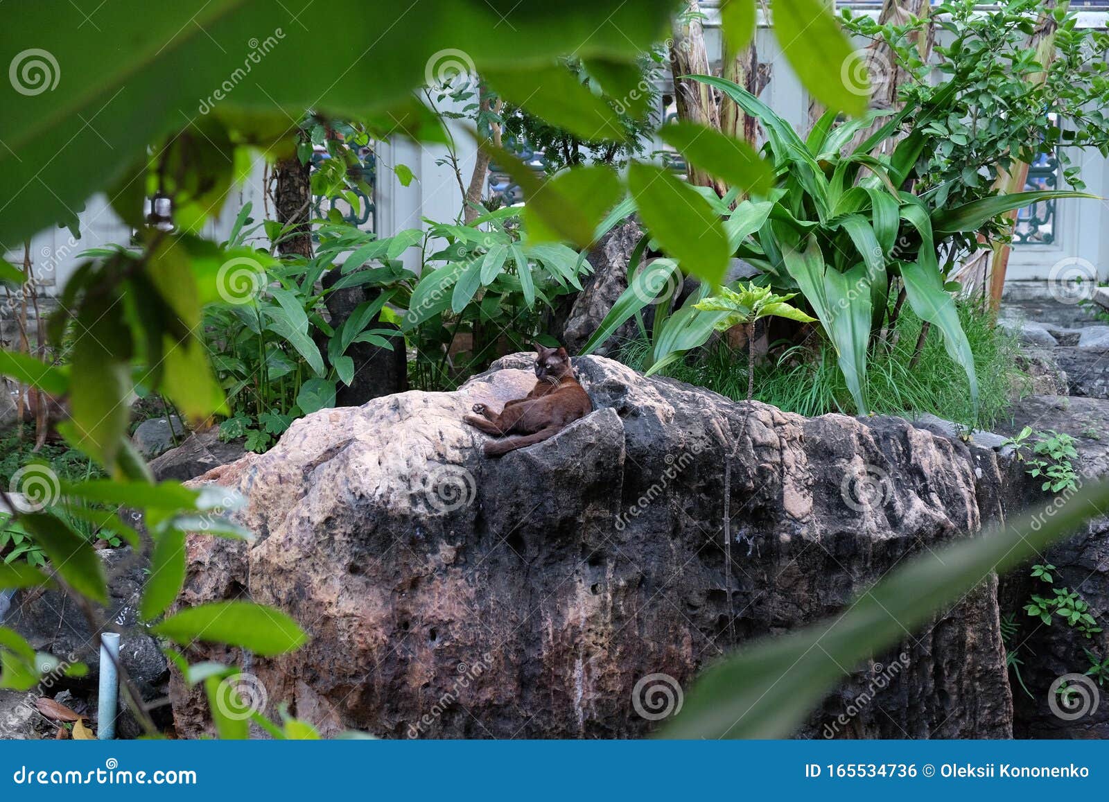 Cute Black Kitty Resting on a Stone in a Tropical Garden Stock Photo