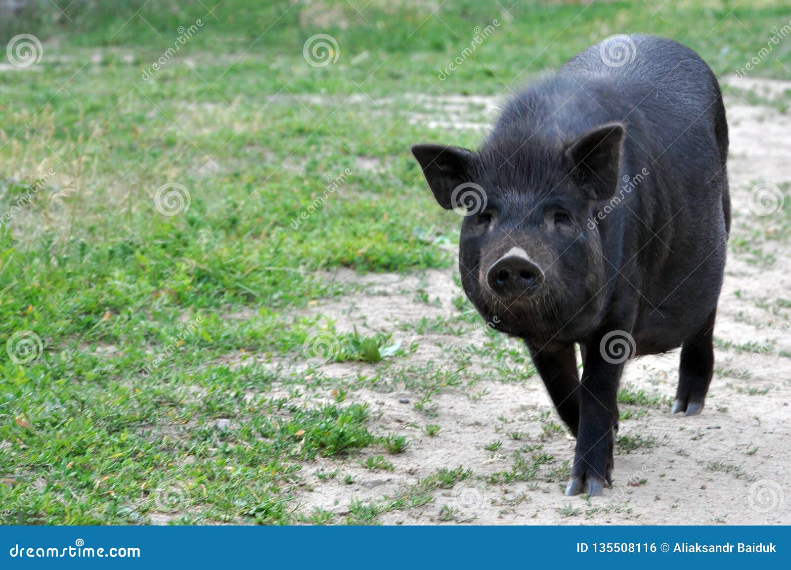 Pig nosed ebony