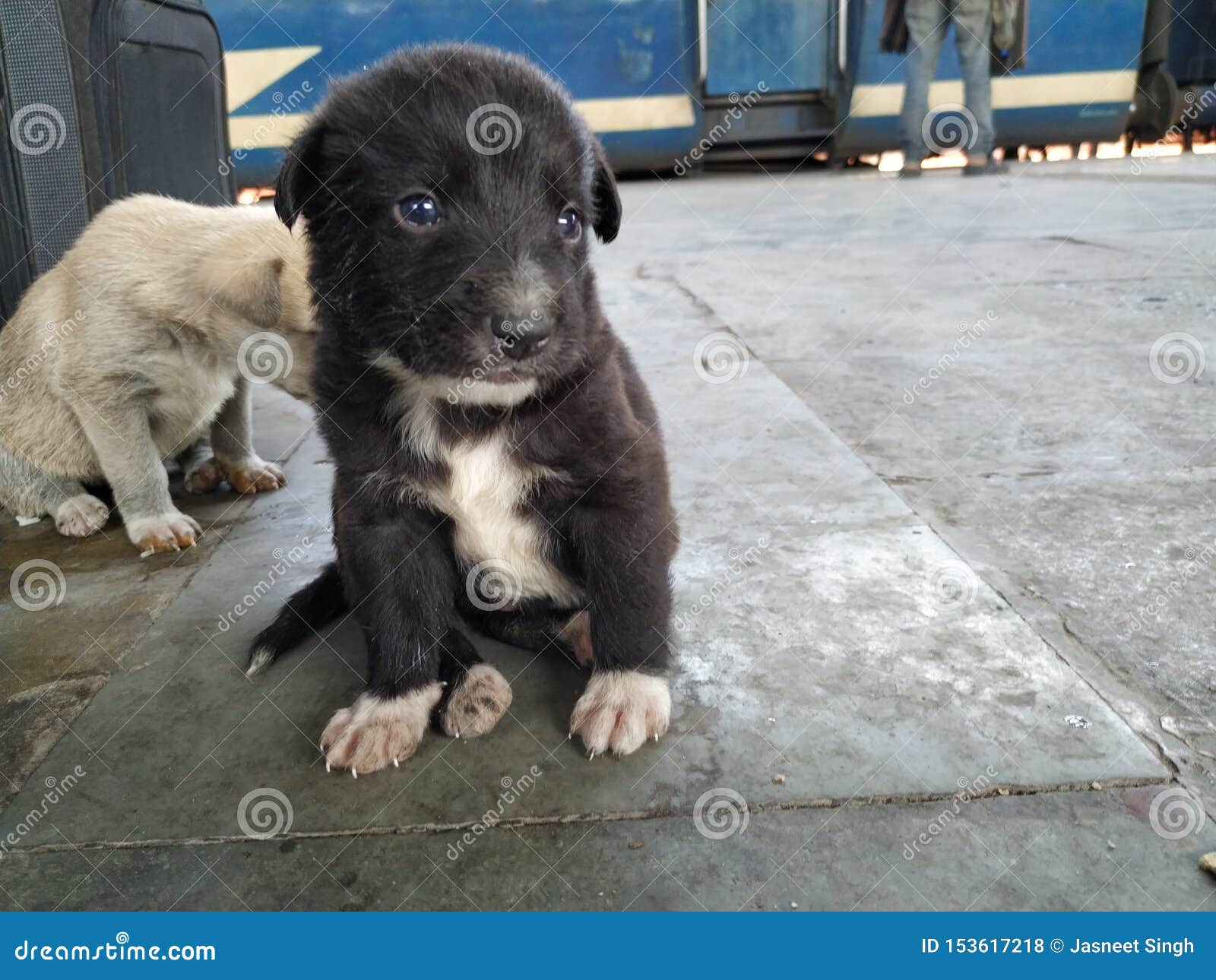 Cute Black White Puppy Sitting in a Style Stock Photo - Image of eyes ...