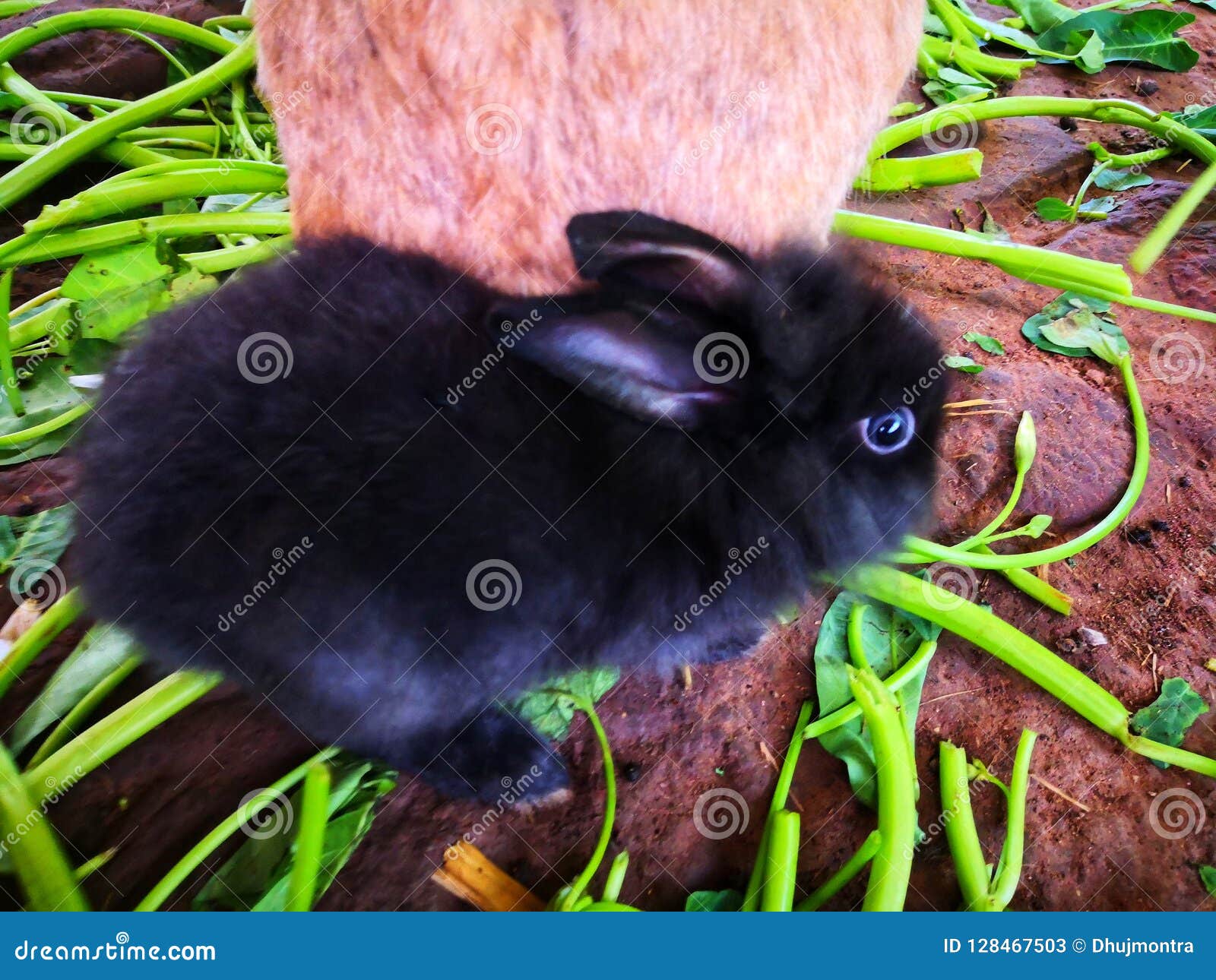 Cute black rabbit 01 stock image. Image of domestic 128467503