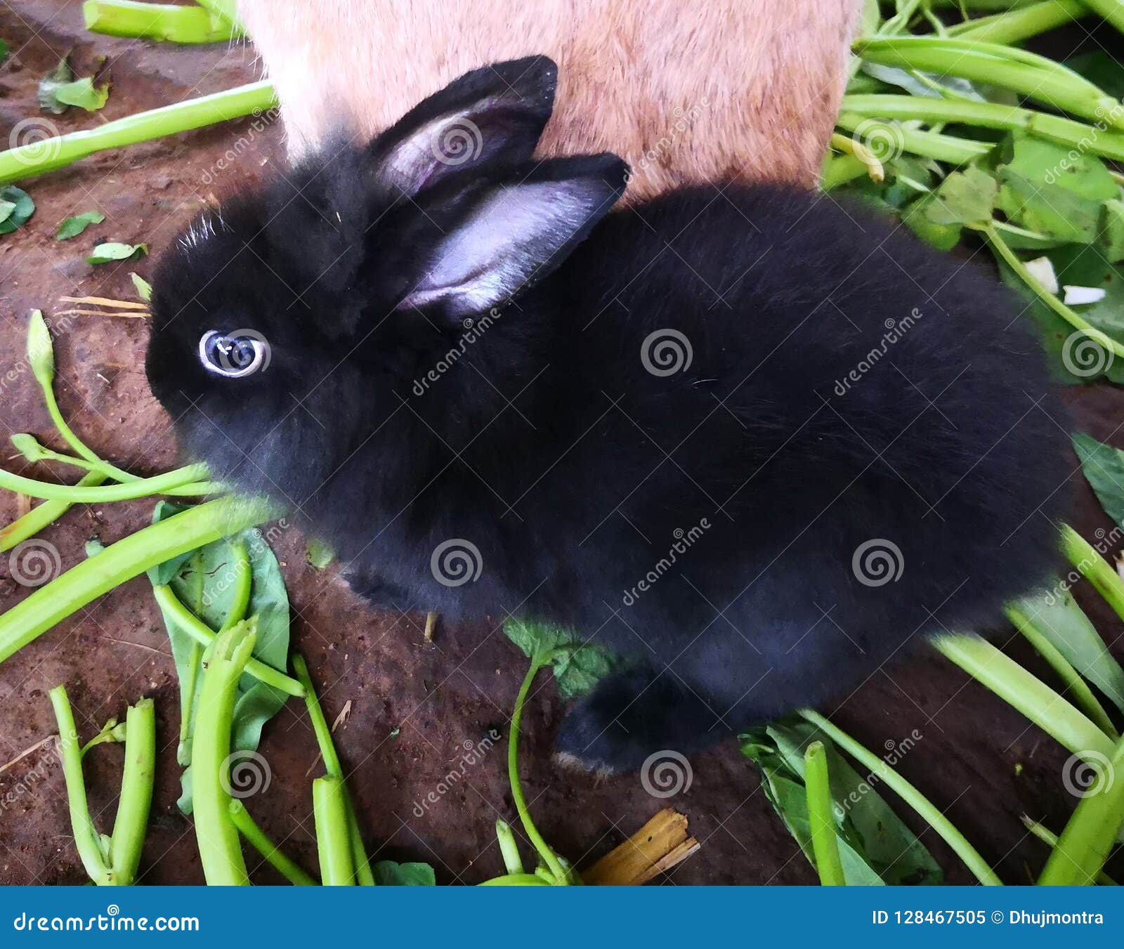 Cute black rabbit 02 stock image. Image of bunny, cottontail 128467505