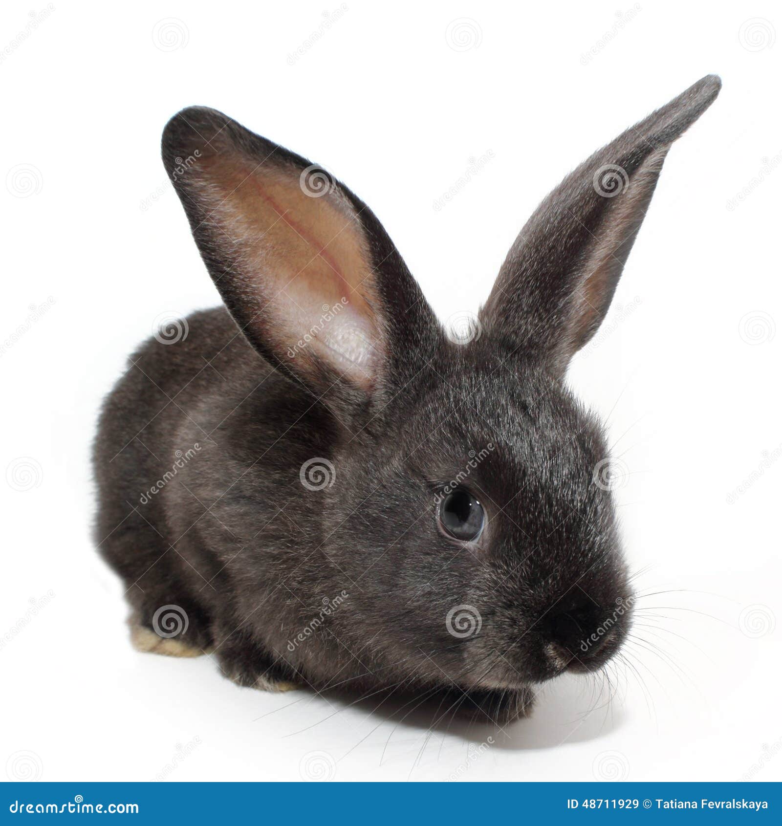 Cute black rabbit stock image. Image of animal, mammal 48711929