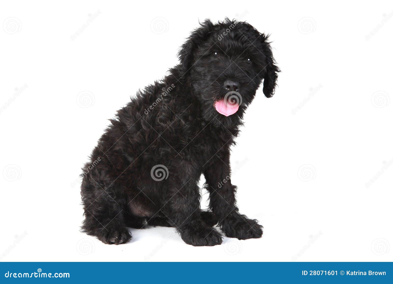 Cute Black Russian Terrier Puppy Dog Stock Image Image of portrait