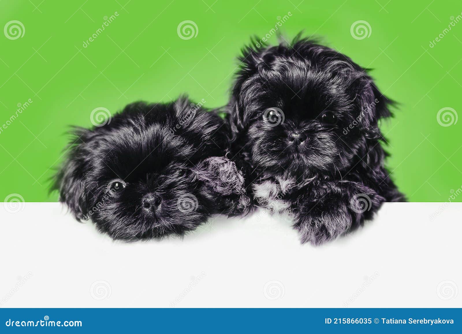 Puppies on the Prairie Shih Tzu