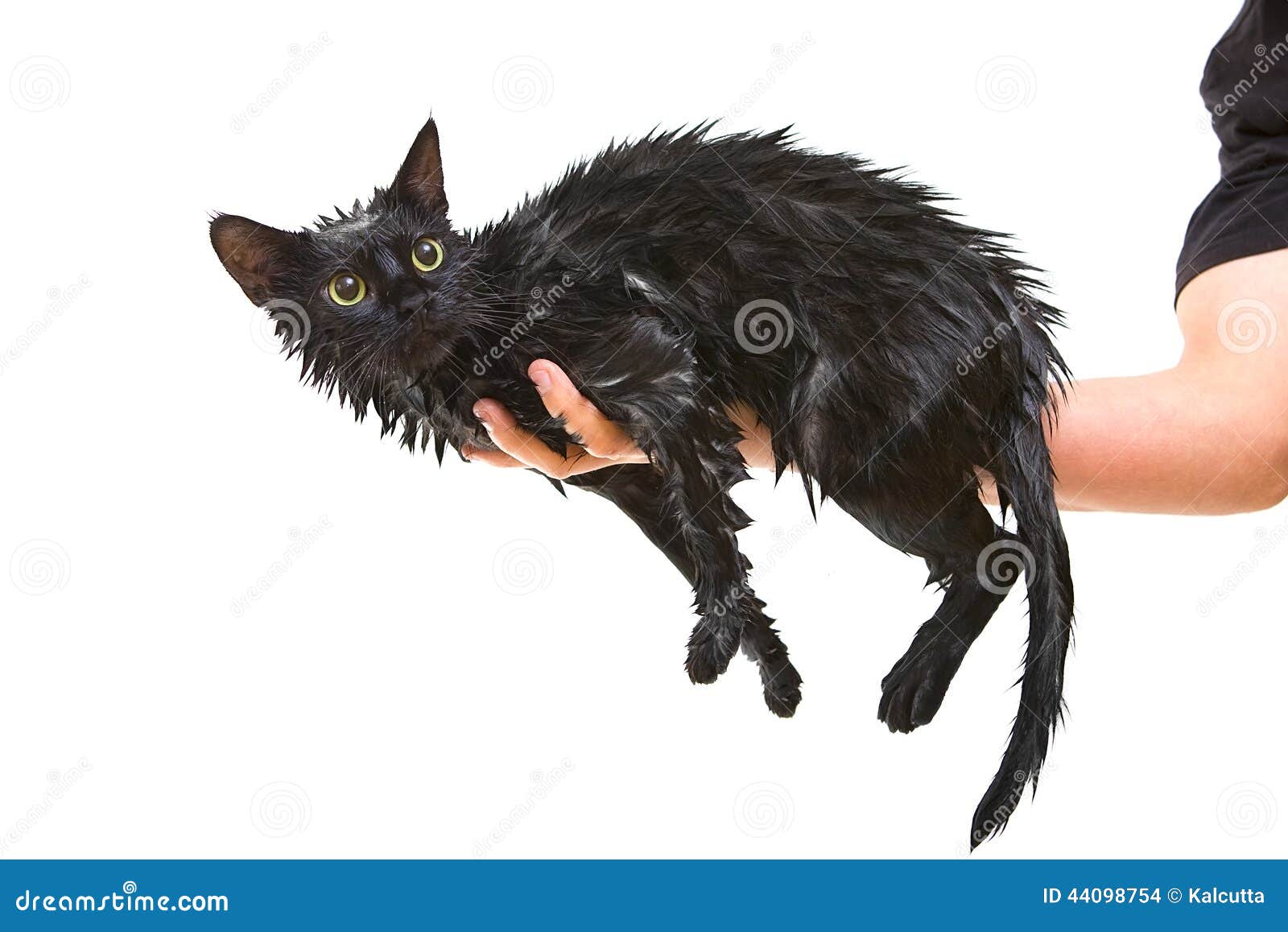Black Cute Soggy Cat after a Bath, Funny Angry Little Demon. Pet Care Stock Photo