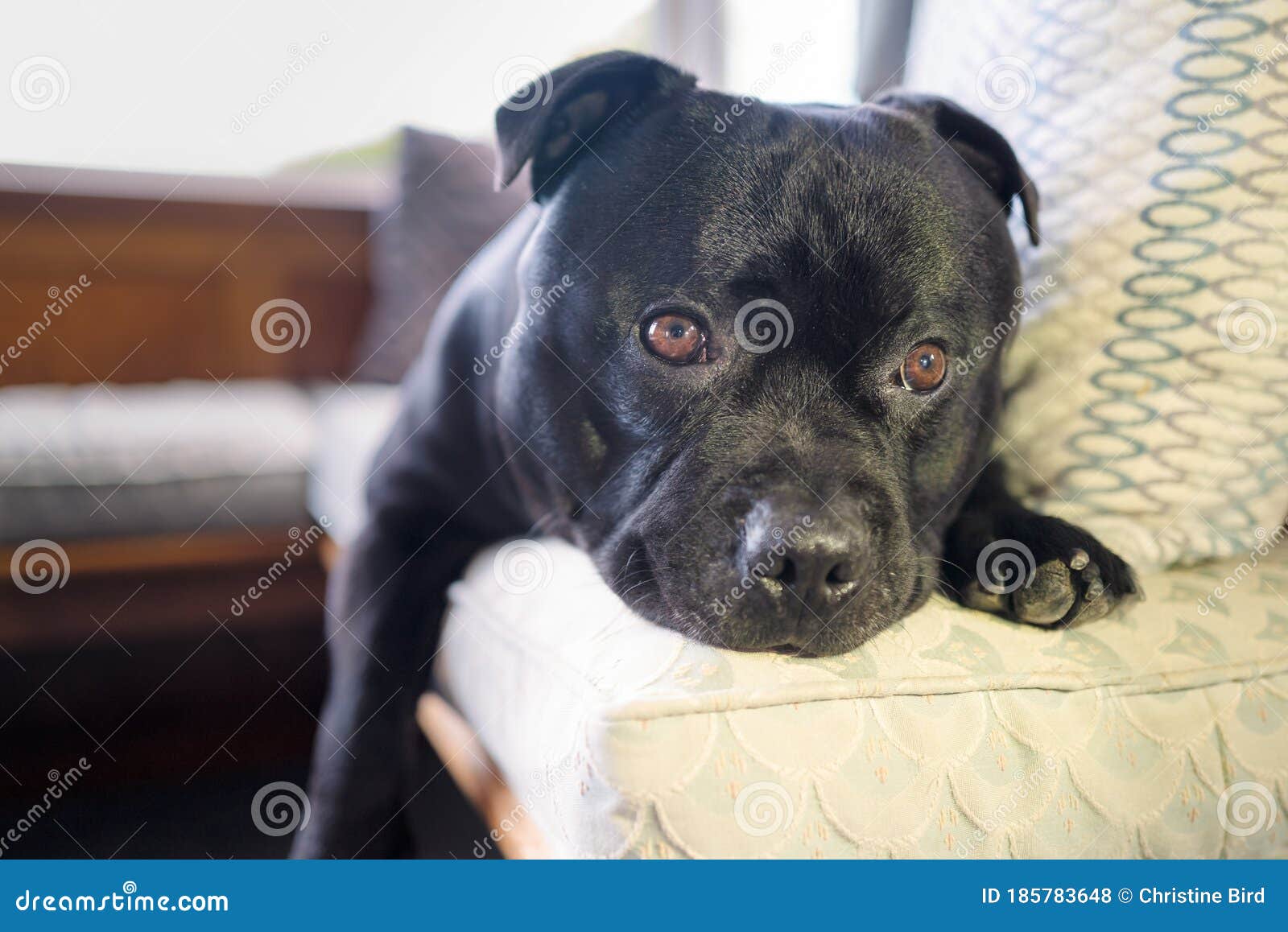 Cute Black Staffordshire Bull Terrier Dog With Large Round
